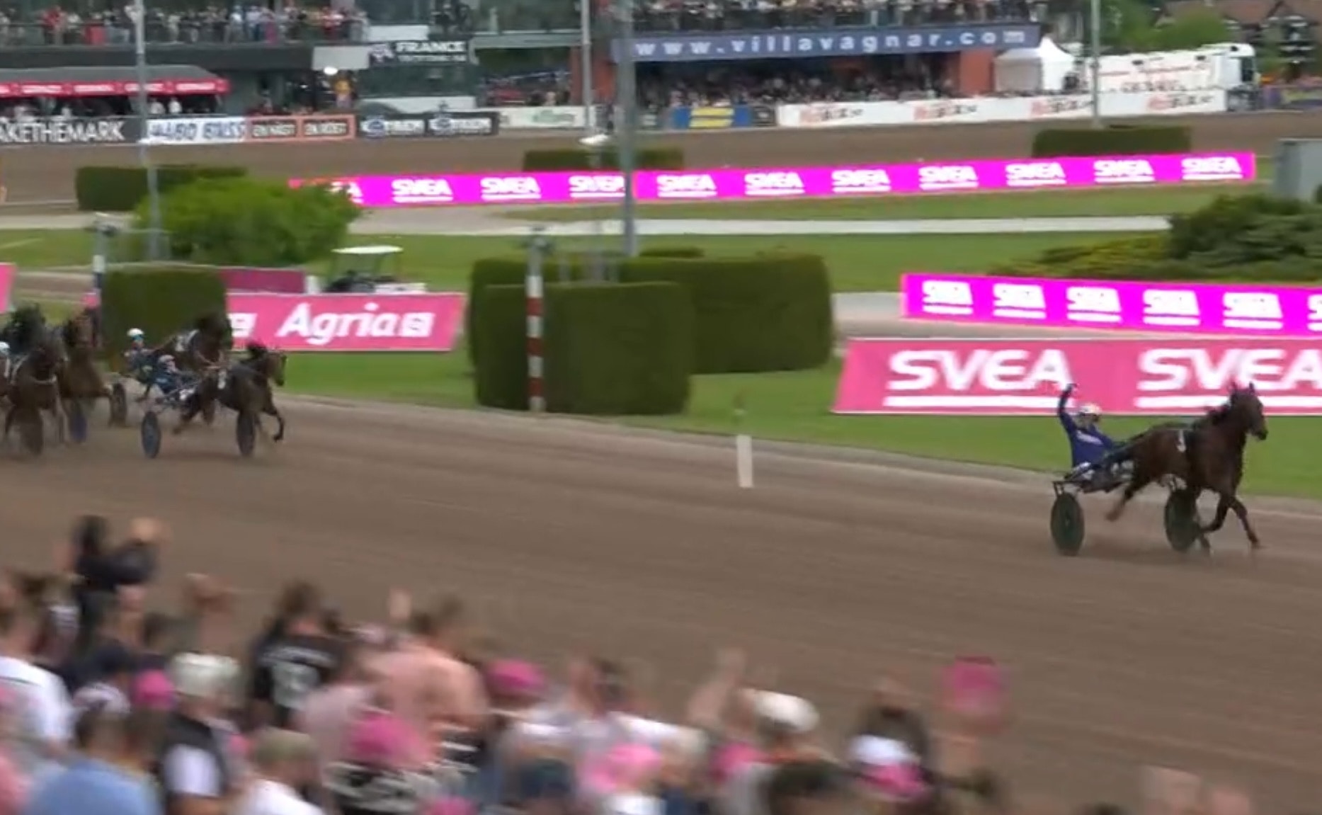 Travlopp på travbana med häst och sulky under tävling. Publik i förgrunden och rosa sponsorskyltar längs banan.
