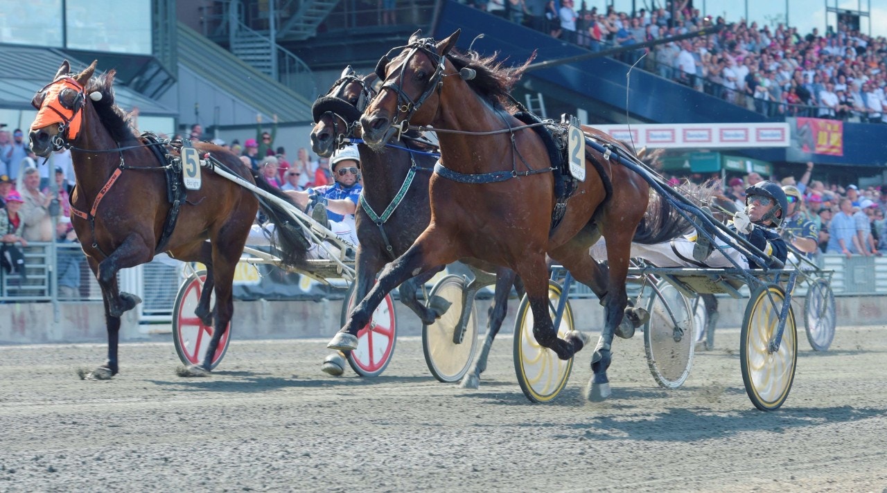 Volstead debuterar som avelshingst - i Australien. Foto: Leif Norberg, ALN