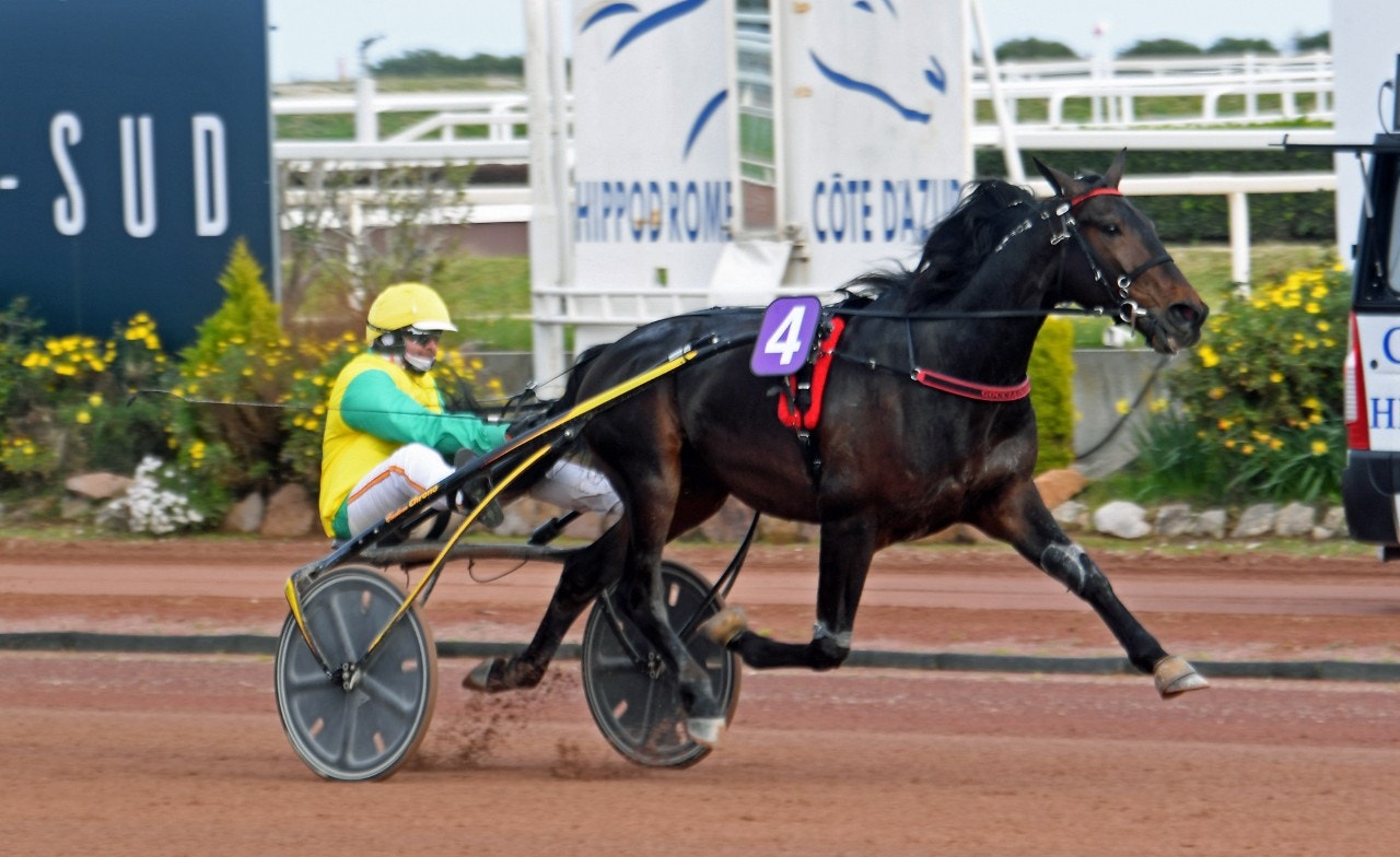 Italienske stjärnan Vivid Wise As är en av hästarna i Prix de l'Atltantique. Foto: Gerard Forni, Scoop Dyga