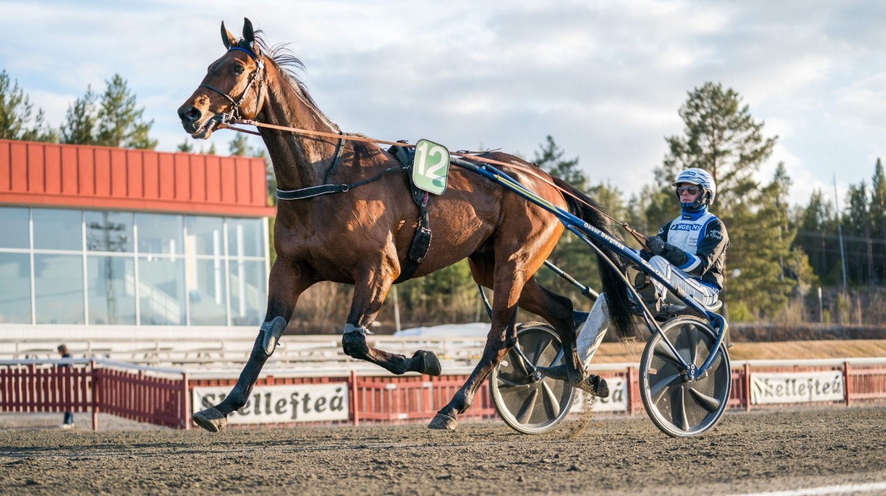 Pleasure For Cash, en ur Magnus A Djuses segertrio. Foto: Ola Westerberg, ALN