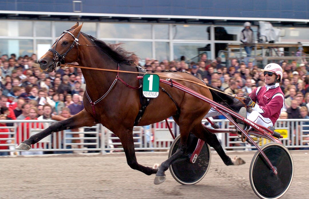 Kolgjinis Stj rnhingst Har G tt Ur Tiden kolgjinis-stj-rnhingst-har-g-tt-ur-tiden