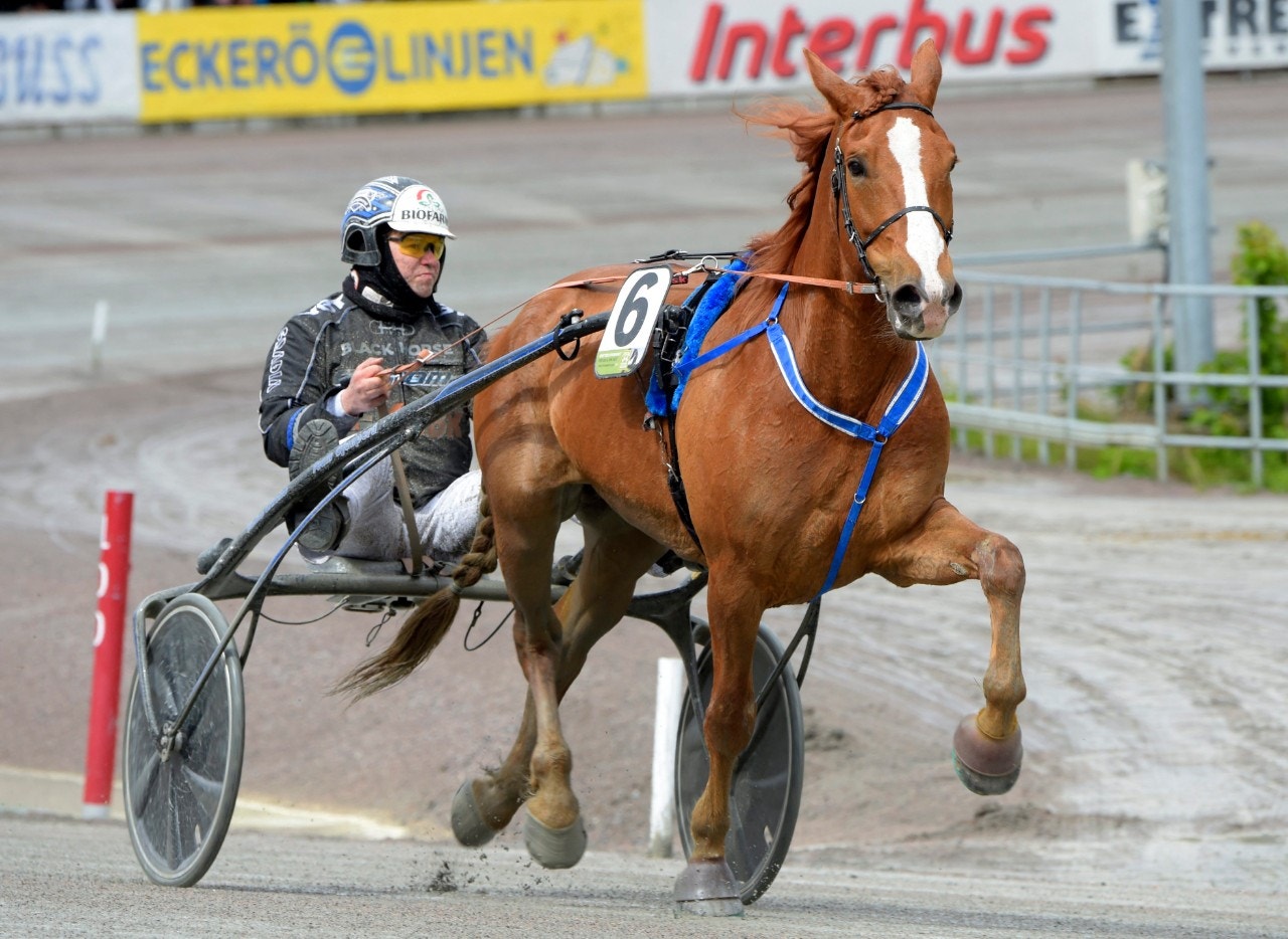Josveis får en ny chans i Elitkampen. Foto: Martin Langels, ALN