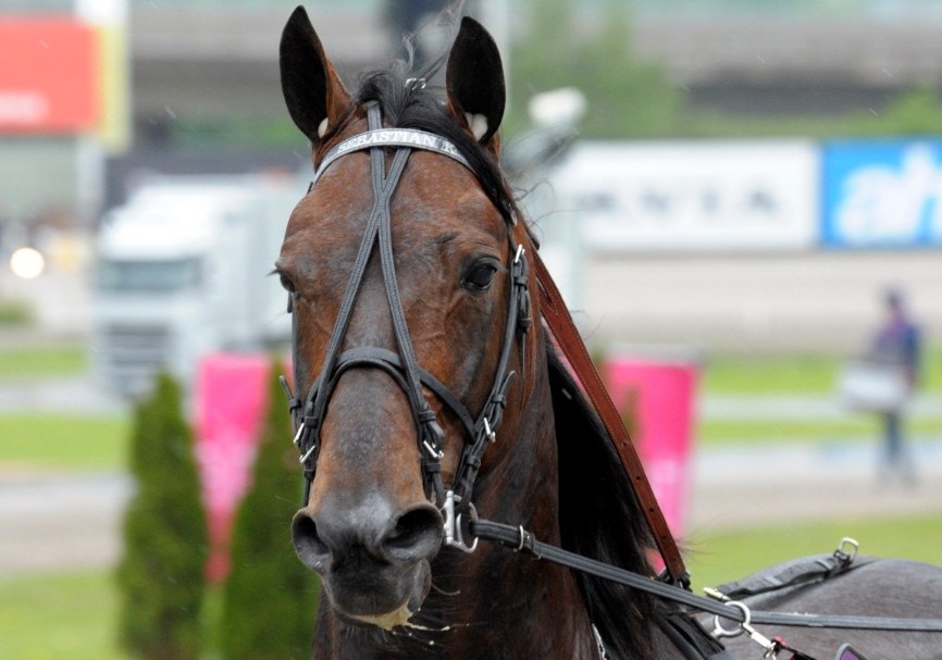 Sebastian K. är pappa till Next Level Stuff som vann Matron Stakes för tvååriga ston. Foto: Martin Langels, ALN
