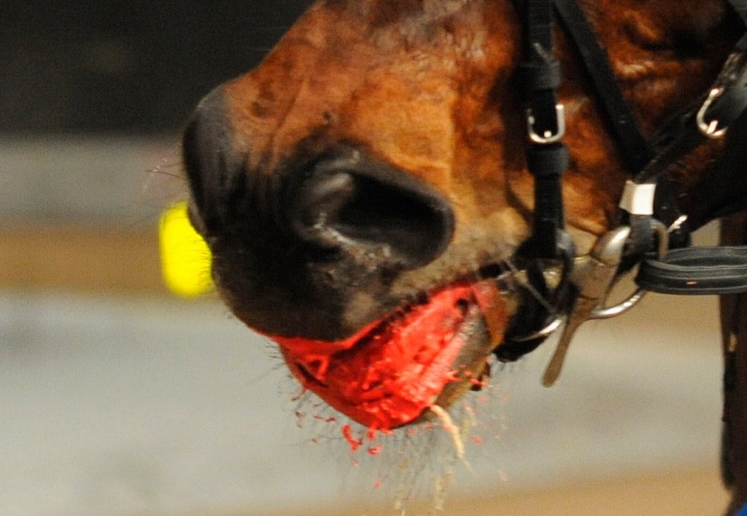 Blödande häst fick starta