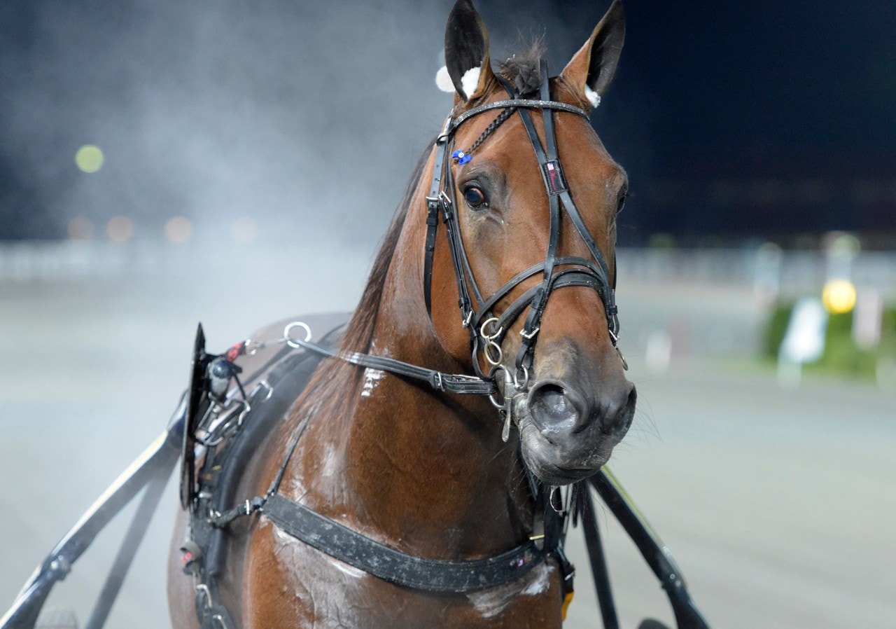 Vi tror Manuzio Hanover vinner på "Valla" i kväll. Foto: ALN