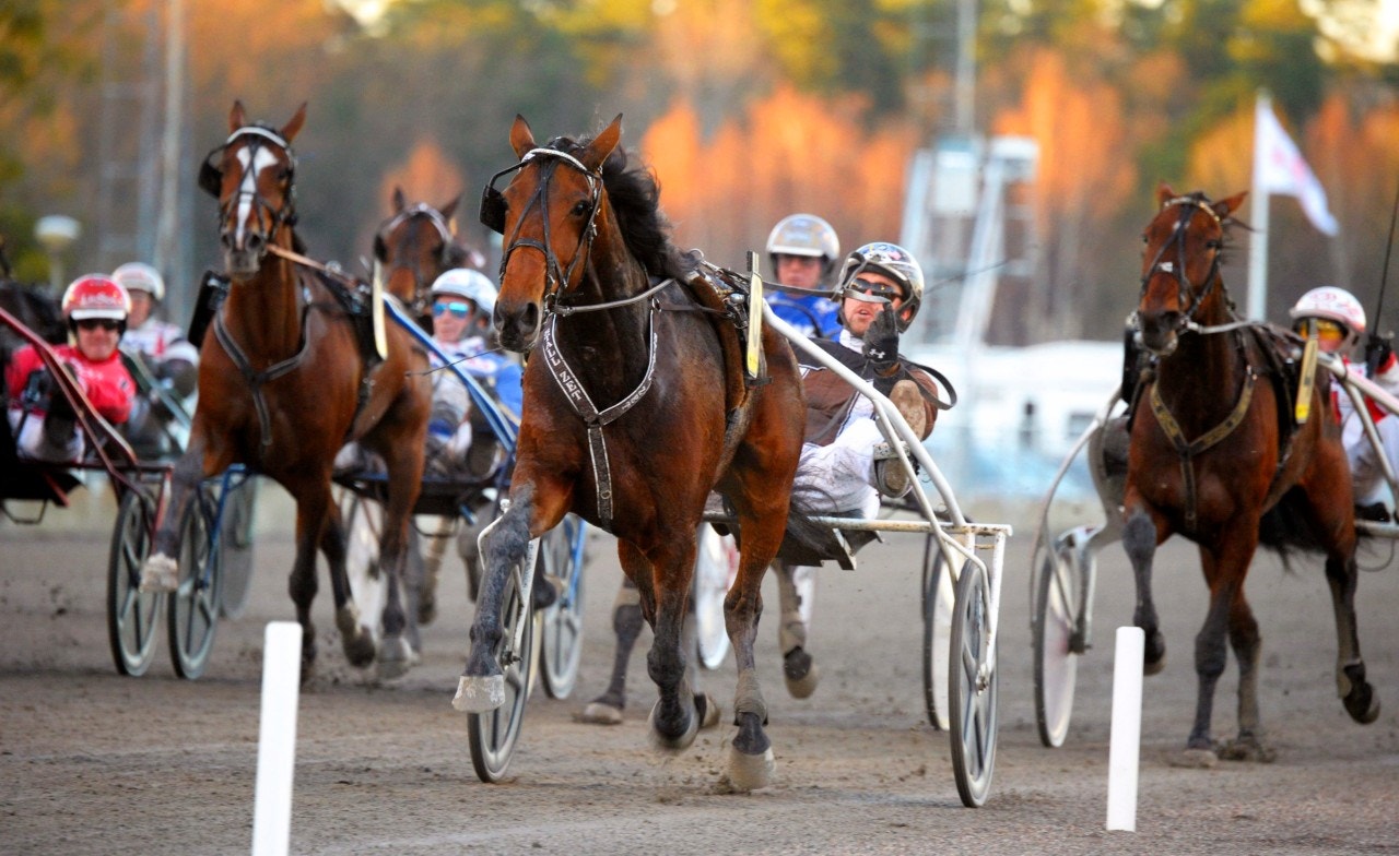 Första fölet för Trinity Zet