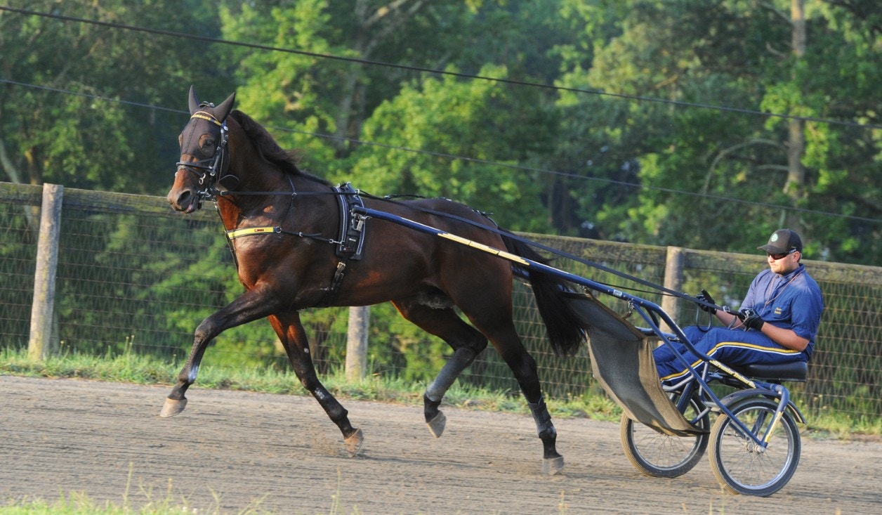 Marcus Melander slipar Greenshoe i det sista jobbet före Hambletonian. Foto: Adam Ström/stalltz.se