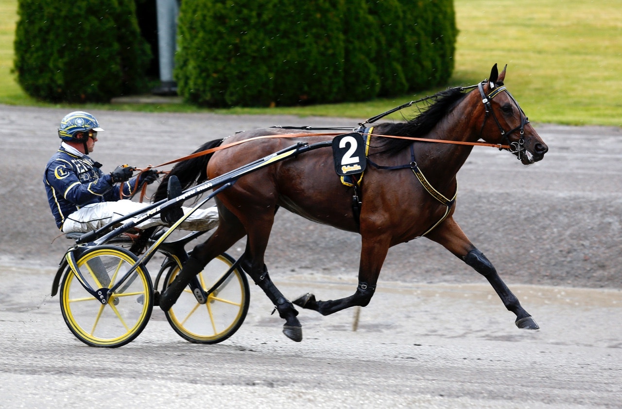 American Hill drog ett lurig läge i uttagningarna till Stochampionatet - Foto: ALN