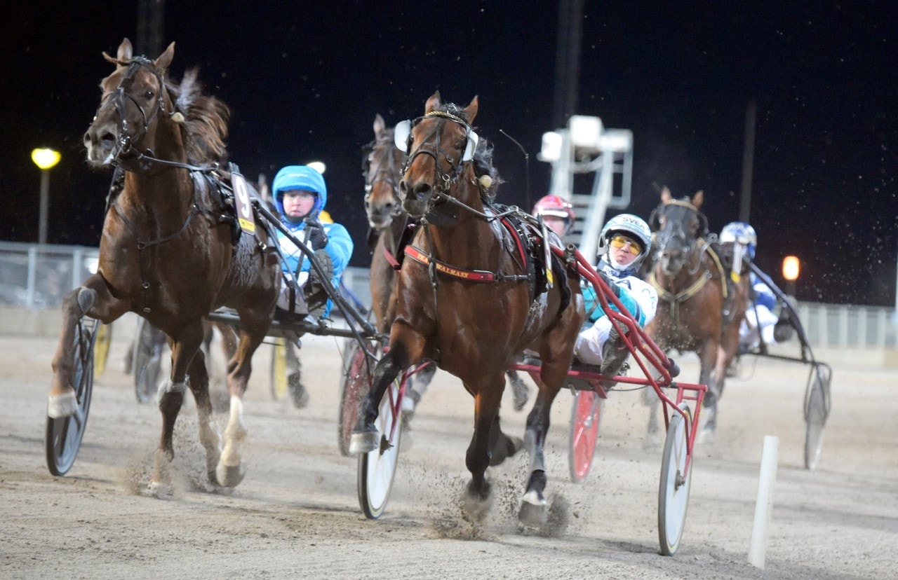 Fortfantone Am försvara sig mot ivrigt uppvaktande Betting Gangster. Foto: Martin Langels, ALN