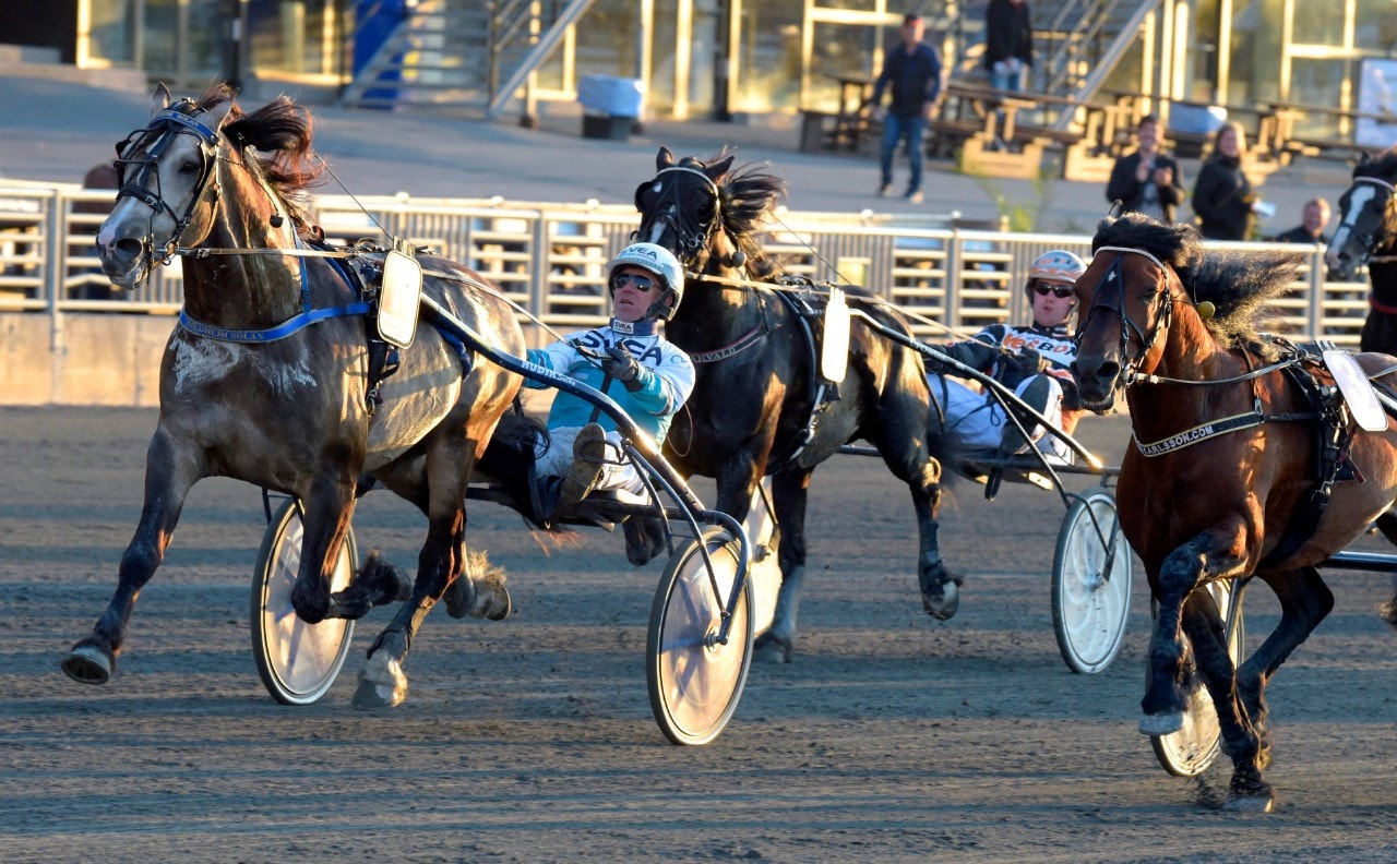 Smedheim Solan plockar ned den invändige Tangen Haap. Foto: Martin Langels, ALN