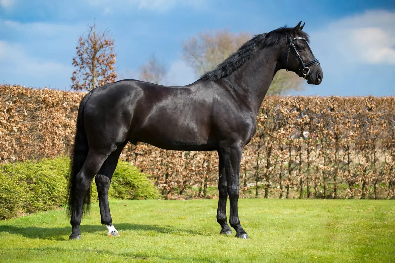 Hyllas som avelshingst: "De mest talangfulla jag tränat"