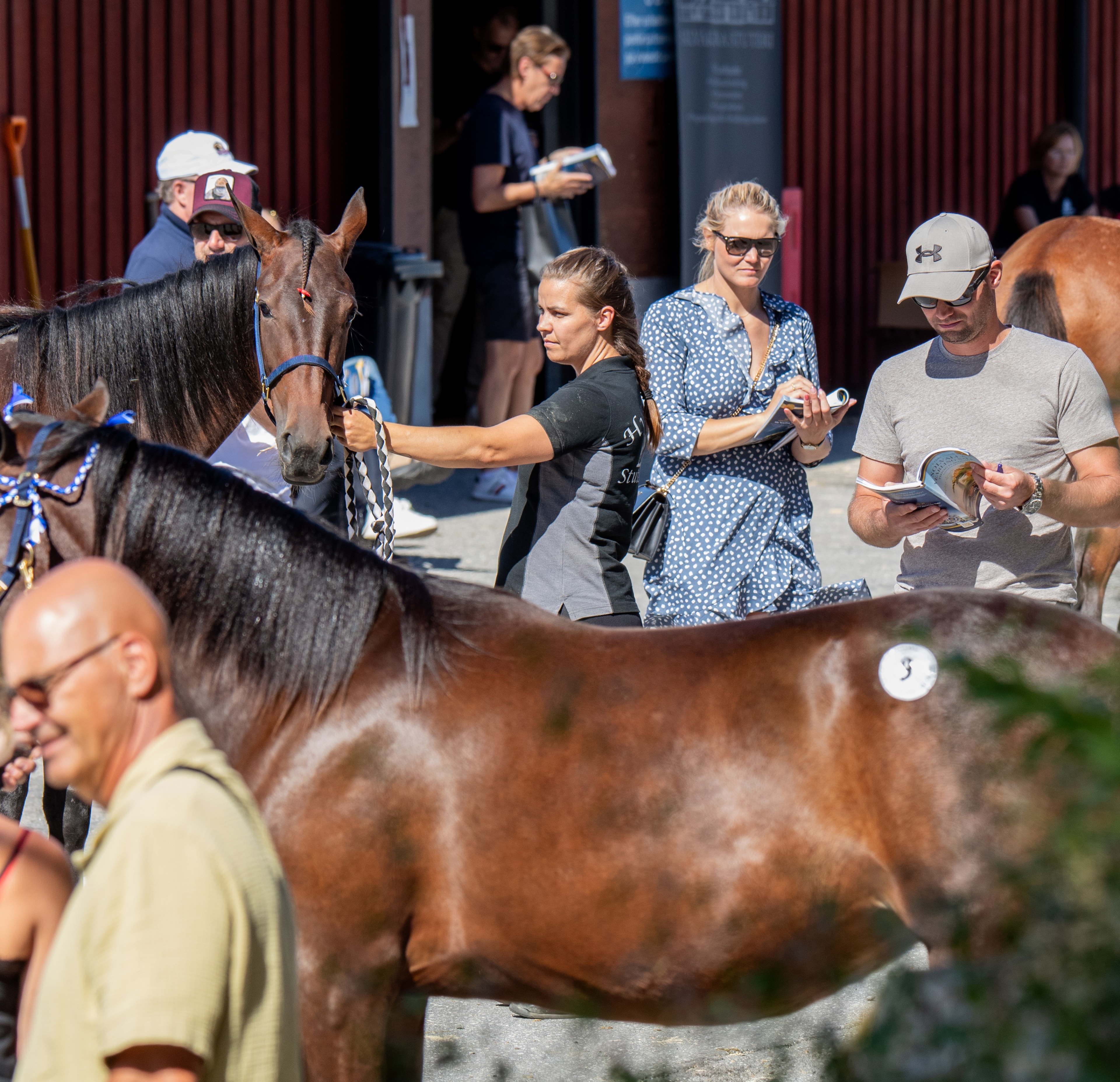 Hästar med stjärnglans och mer än en auktion – en mötesplats.
