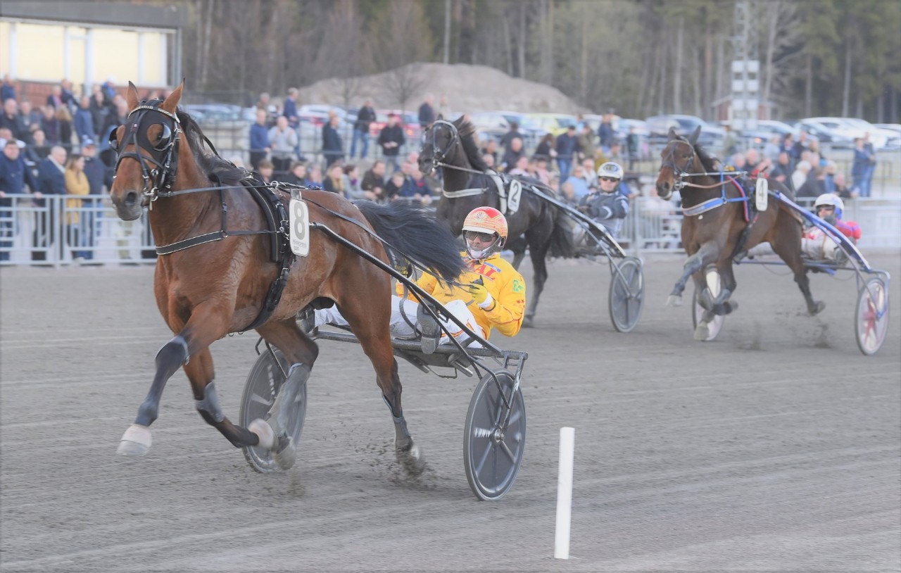 Italienaren Acciaio är en av hästarna som är med i finalen av Breeders Course. Foto: Christer Norin, ALN