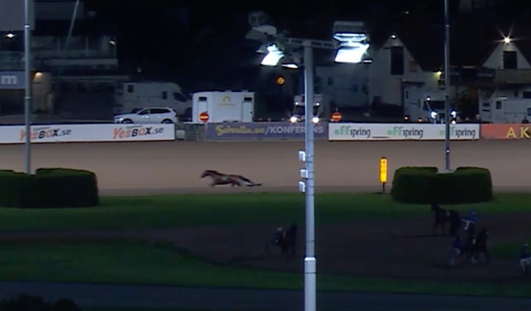 Dramatik på Solvalla – häst kom lös inför V86-6