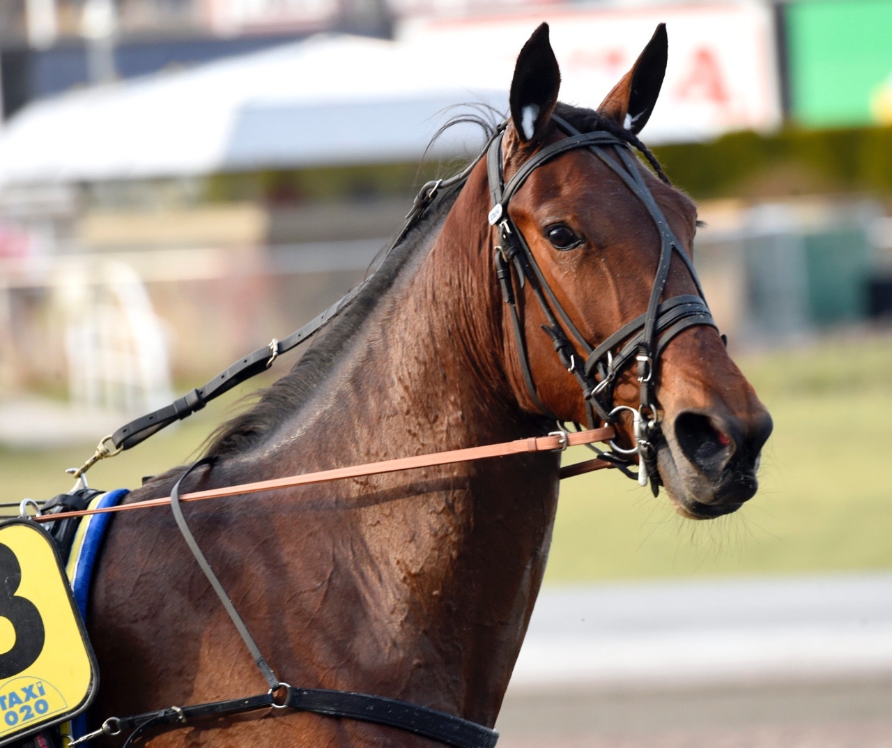 My Angel Laday avled efter en olycka på Gävletravet under fredagen - Foto: ALN