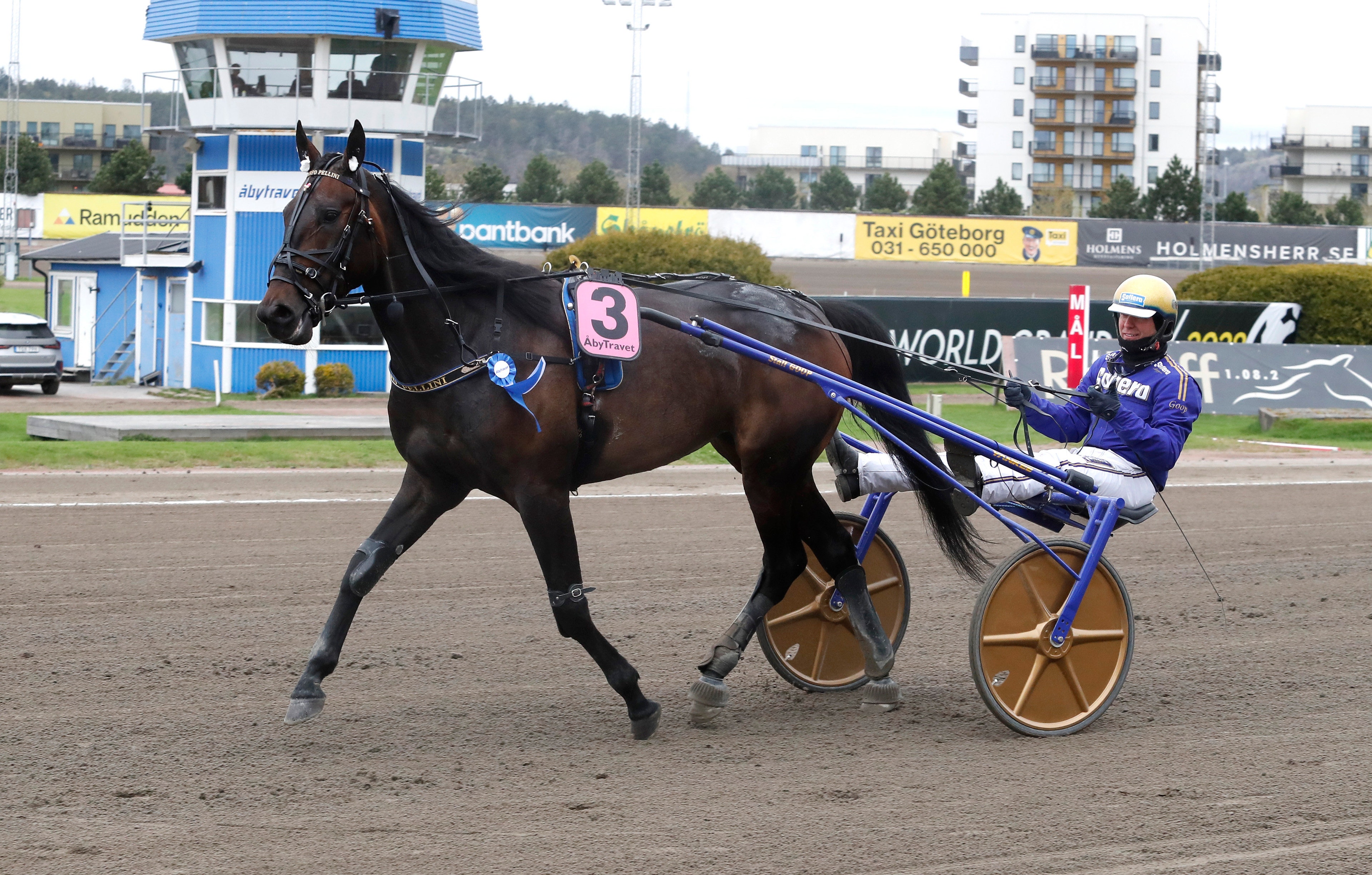 Auktionsdyring blir avelssto – hingst bestämd