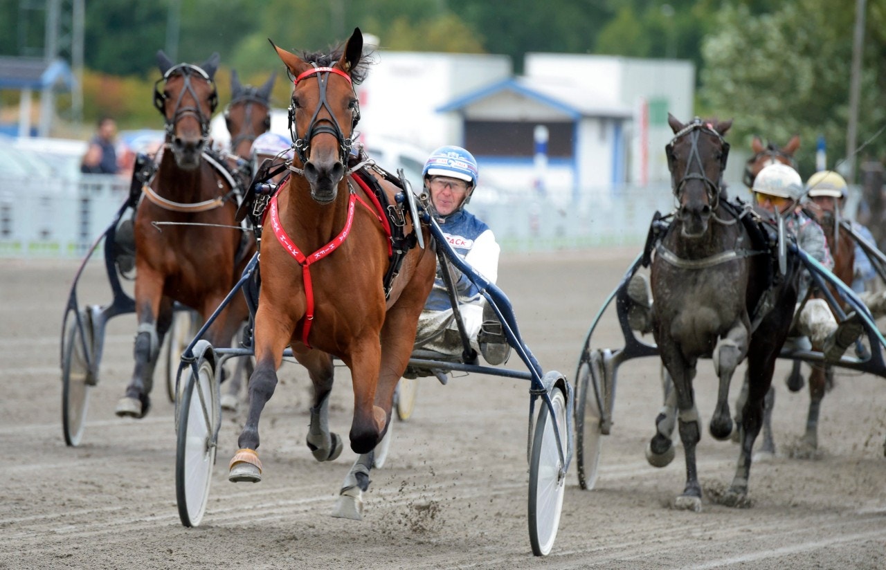 Maharajah blir första mötet i avelsboxen för Mascate Match. Foto: Martin Langels, ALN