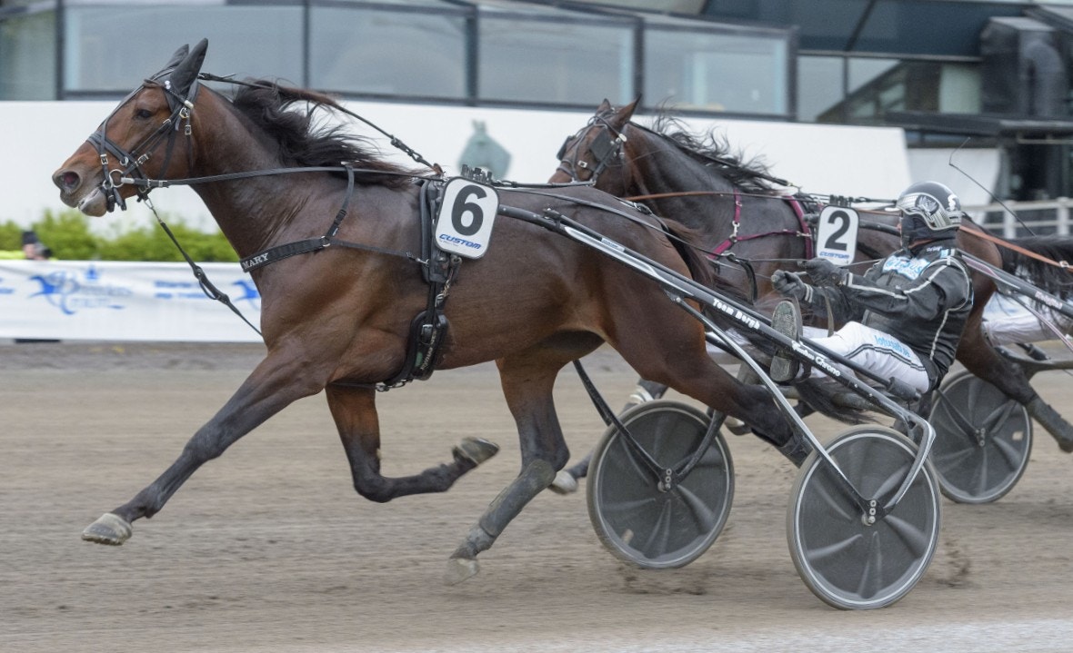 Derby-vinnaren Hail Mary var en häst som övertygade stort när semifinalerna i Breeders Crown kördes. Foto: Tommy Andersson, ALN