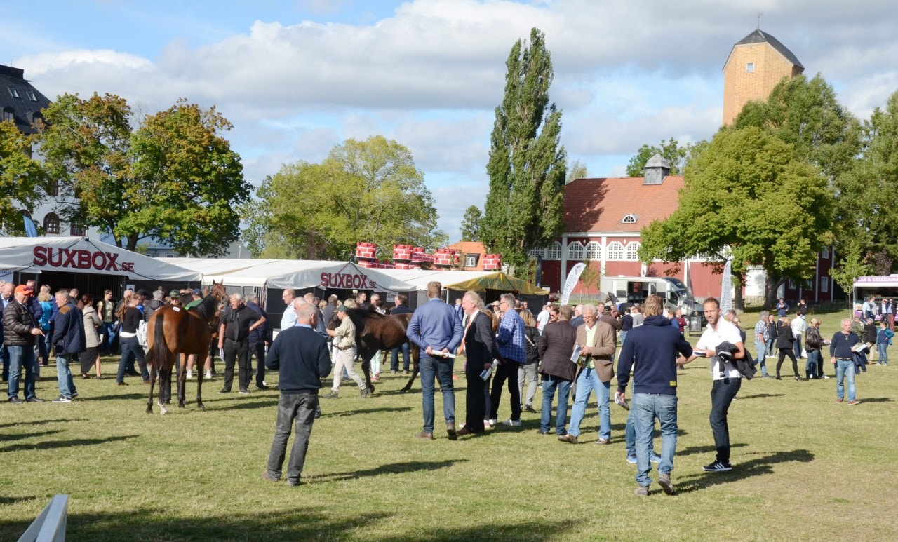 Ingen auktion på Wenngarn i år - men däremot på Solvalla. Foto: Leif Norberg, ALN