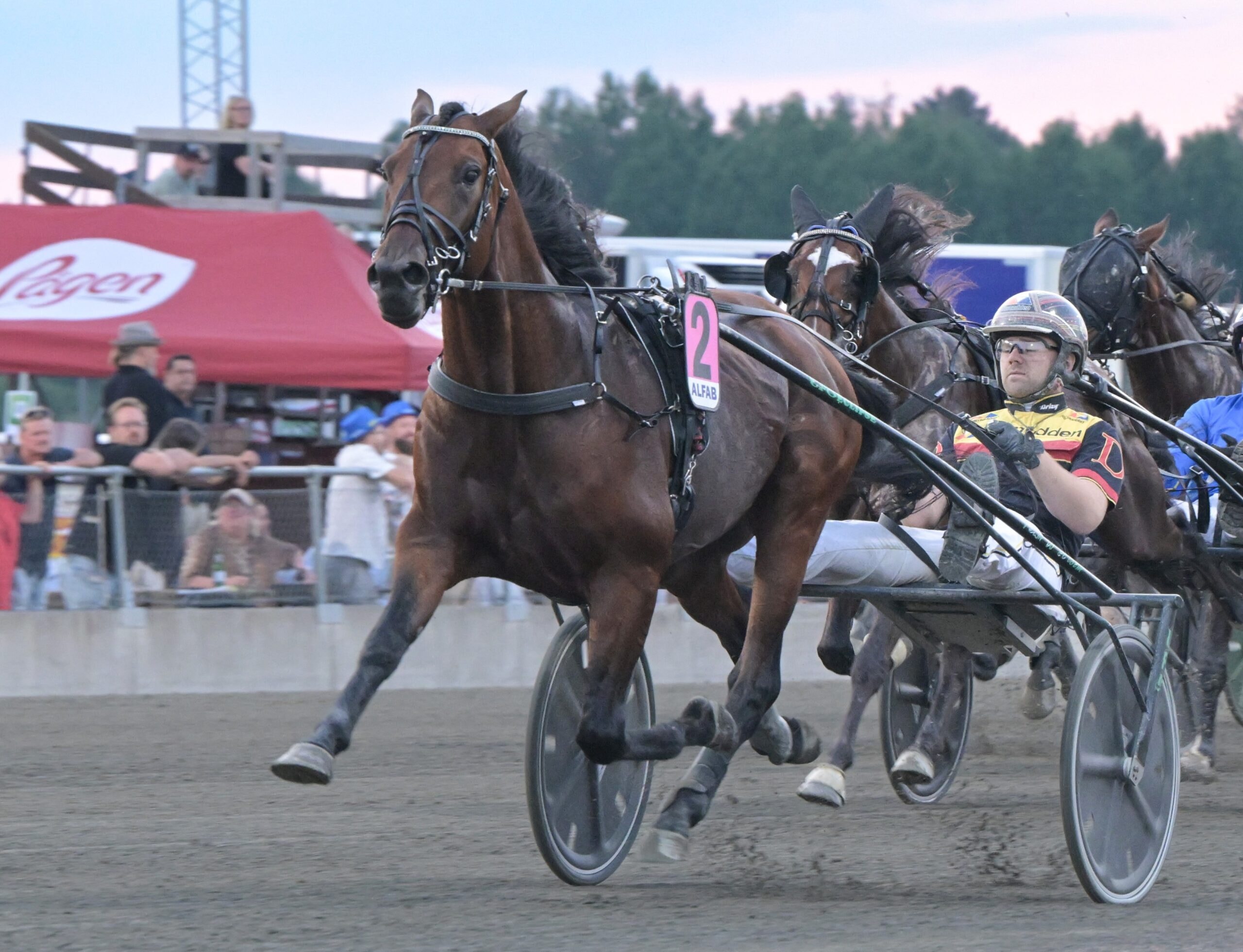 20-oddsaren: "Jag tror han vinner Elitloppet"