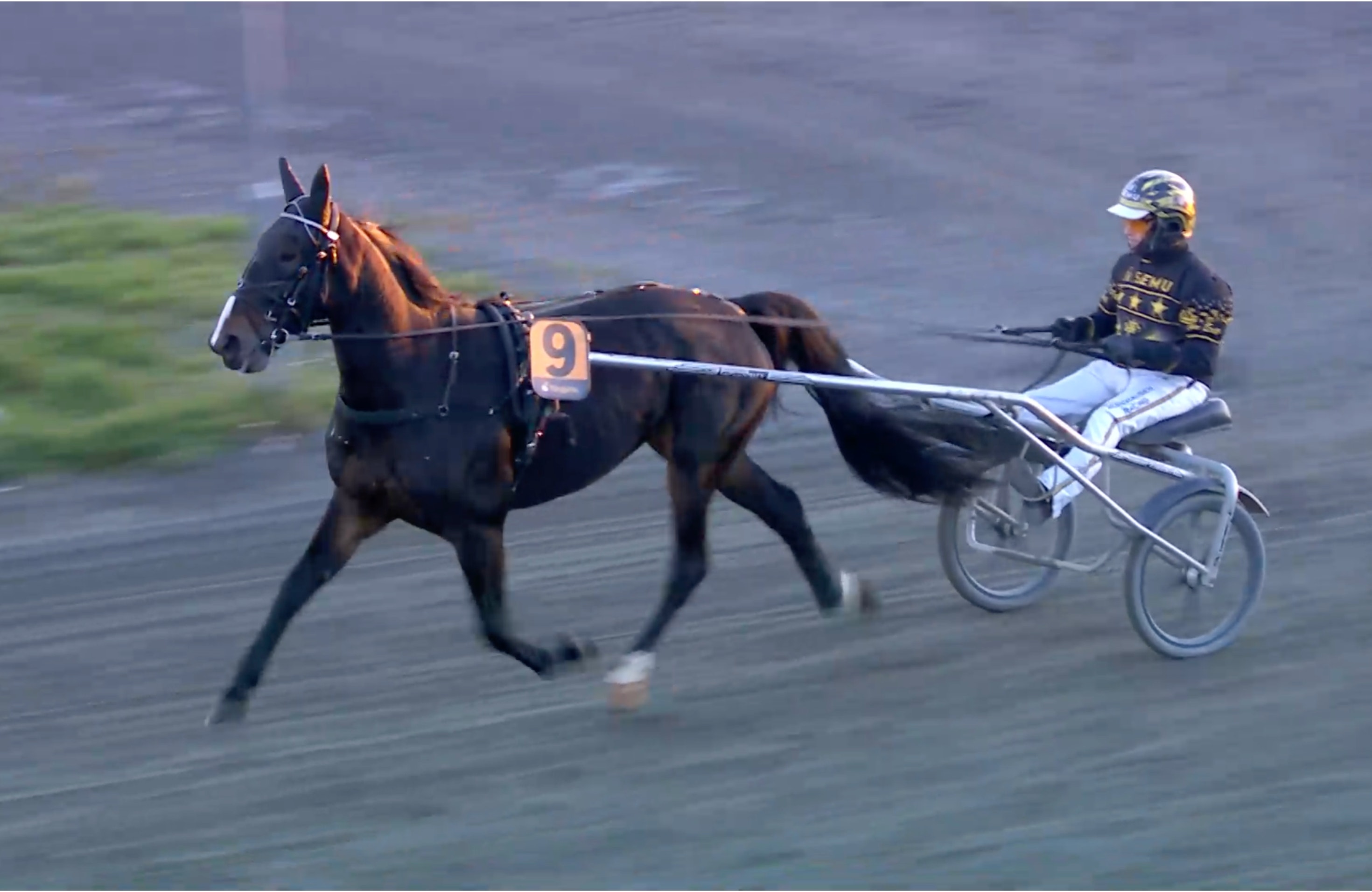 Walner-avkomma blev dyrast på Traveras auktion