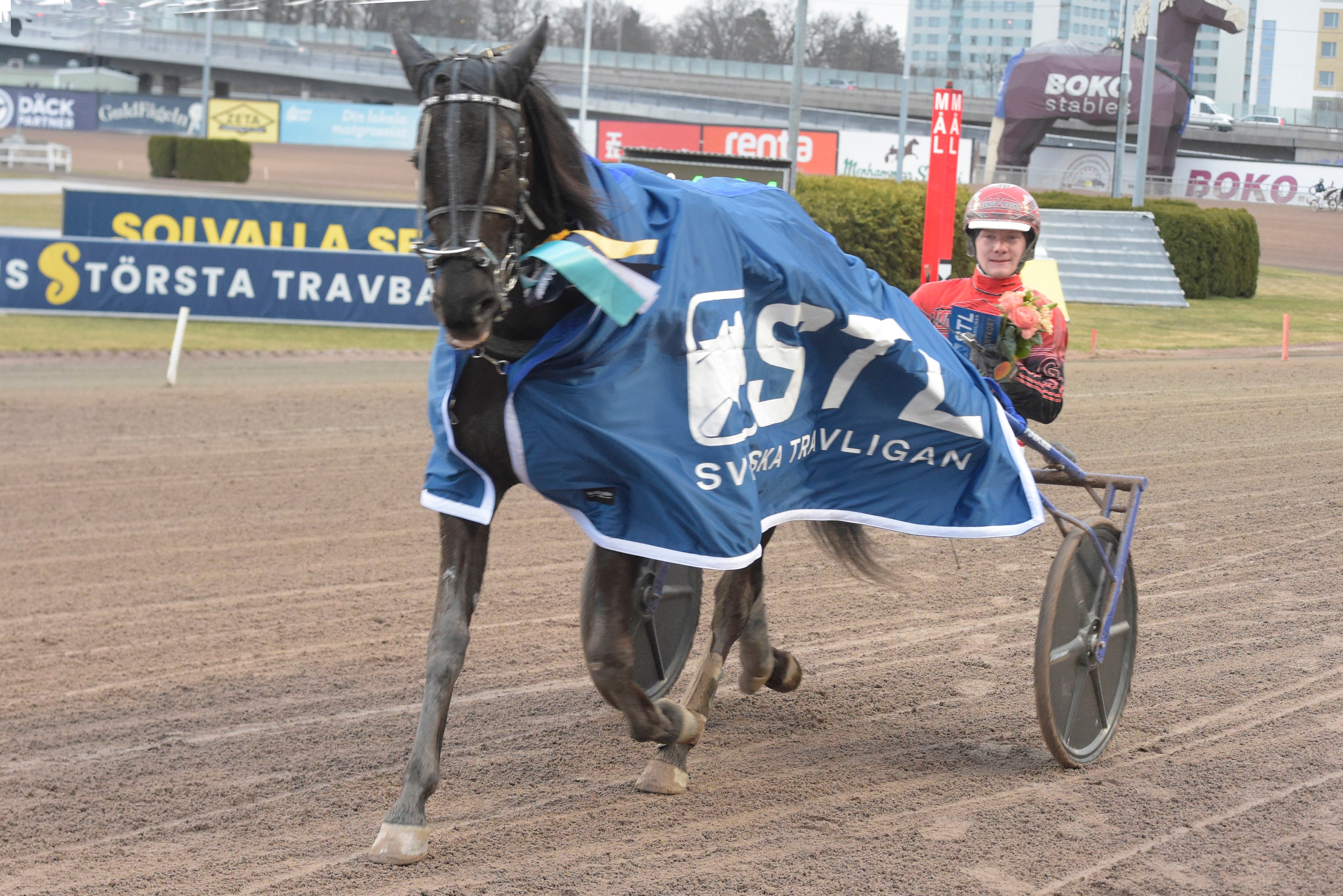 En svart häst med blå travvagn och skylt nummer 97 på en travbana. En kuskar i röd tröja sitter i vagnen. Läktare och sponsorskyltar syns i bakgrunden.