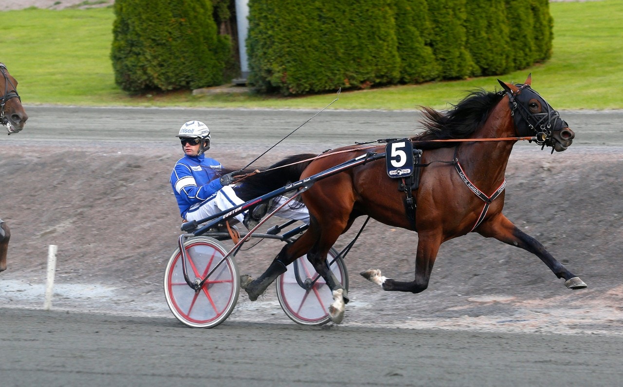 Coin Perdu är tillbaka i träning efter att ha jobbat som avelshingst i år. Foto: Hanold, ALN