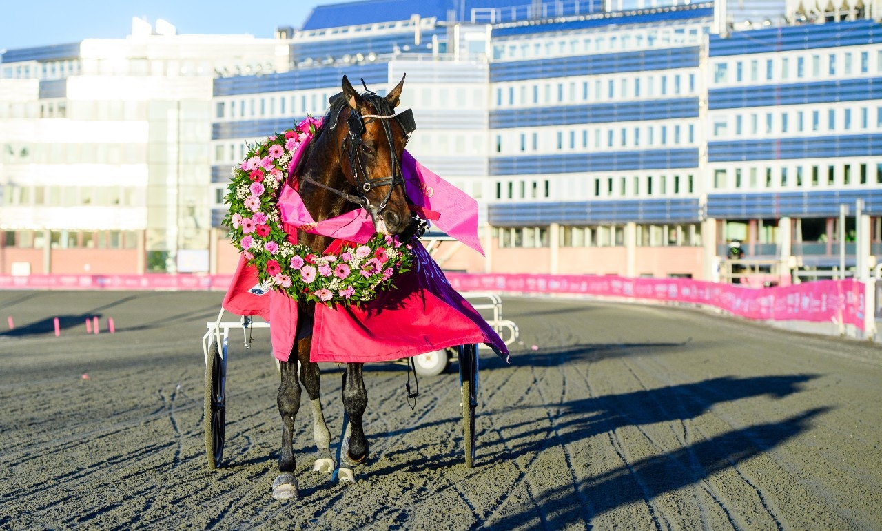 Även i Tyskland kan Propulsions tjänster som avelshingst erbjudas. Foto: Simon Hastegård, Bildbyrån