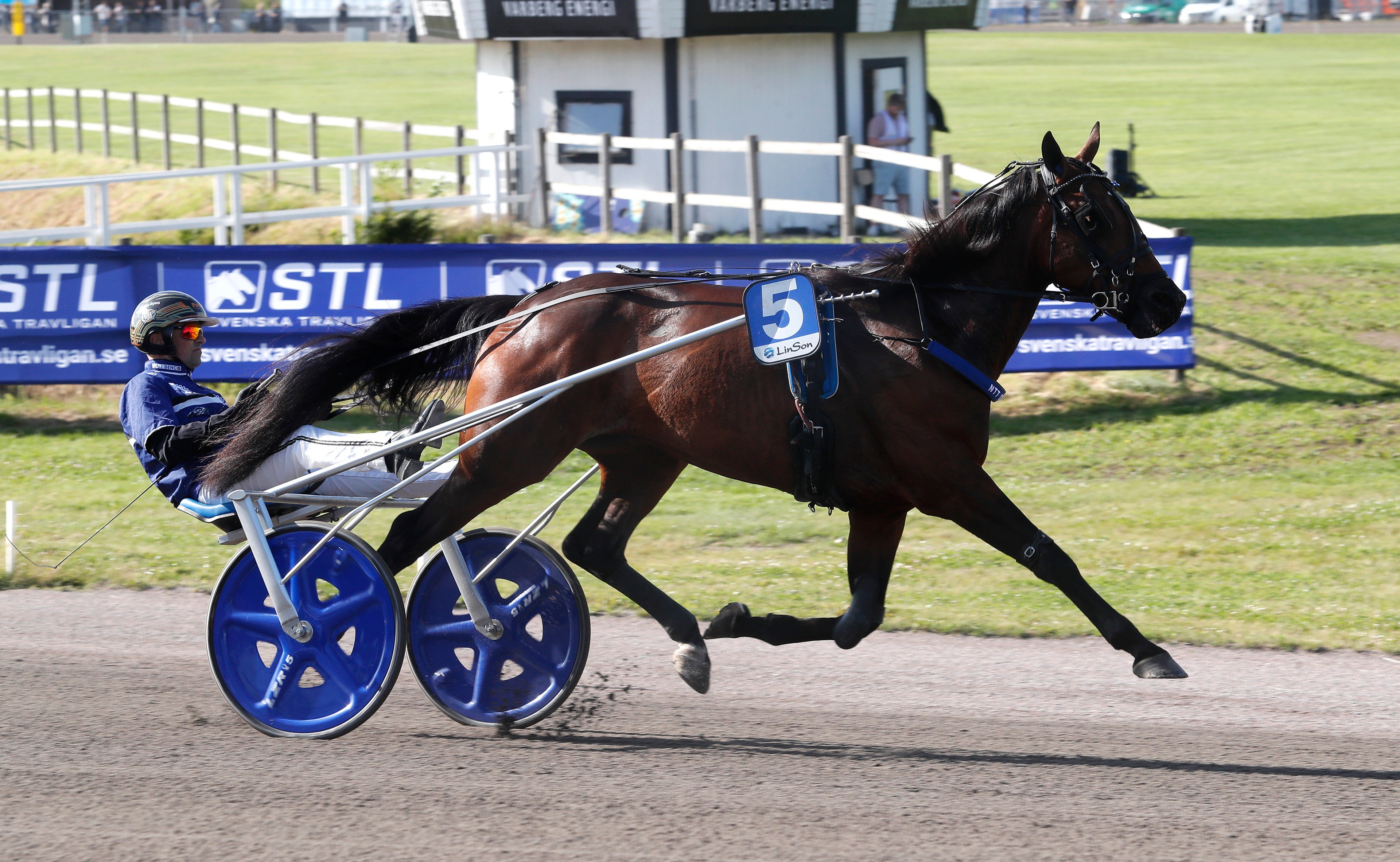 En mörkbrun häst drar en blå sulky med en kusk på en travbana under tävling.

Foto: ALN