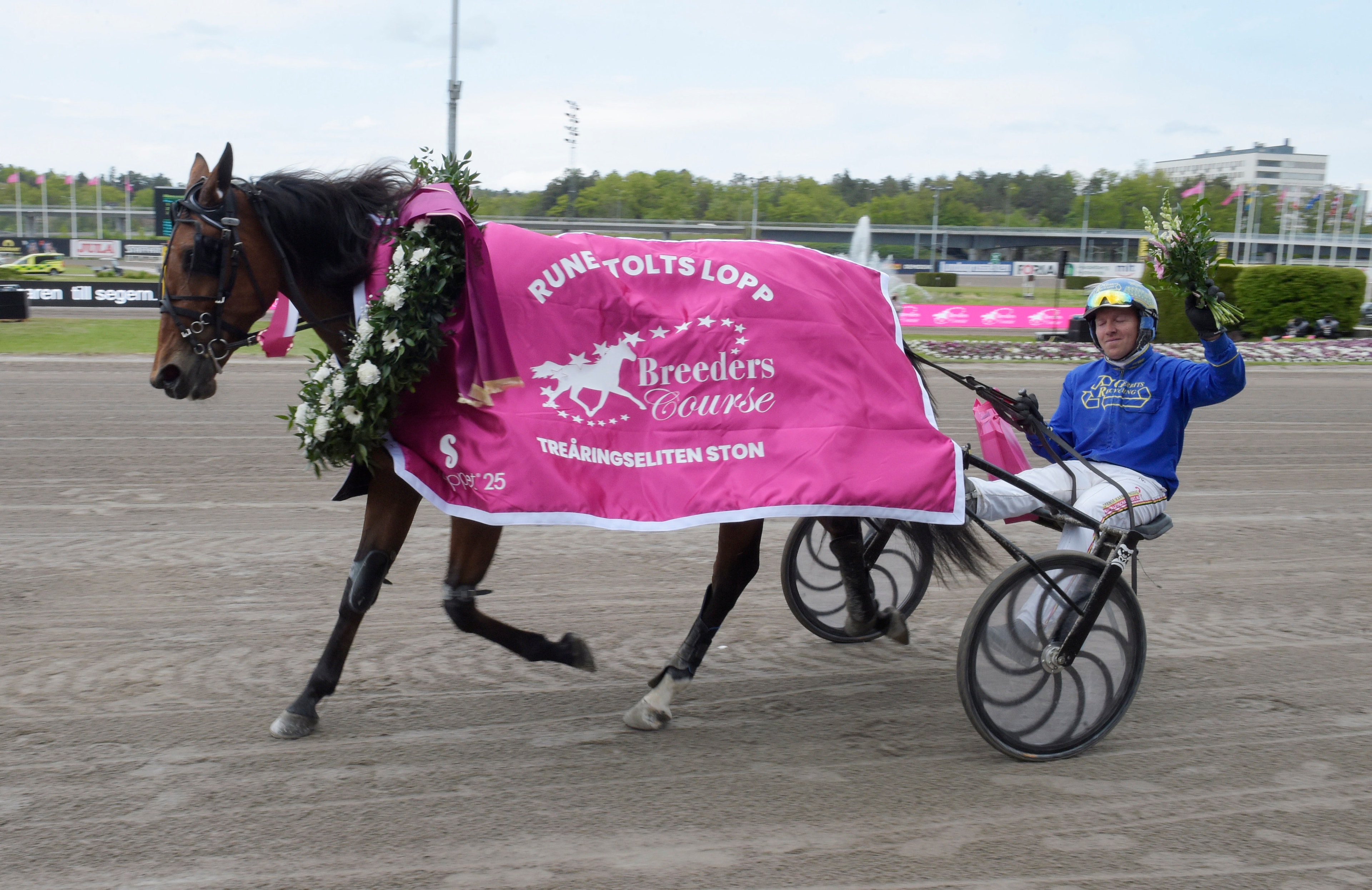En svart travhäst med rosa täcke och blommor framför sig, kusken sitter i en tvåhjulig vagn och viftar med en rosa vinnarbanner på en travbana.