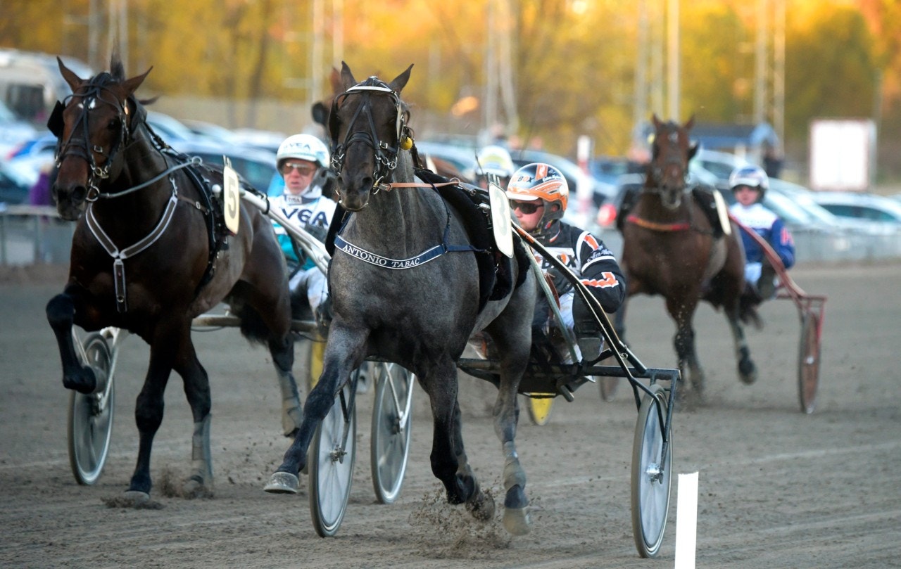 Antonio Tabac gör årsdebut på Bergsåker. Foto: Martin Langels, ALN