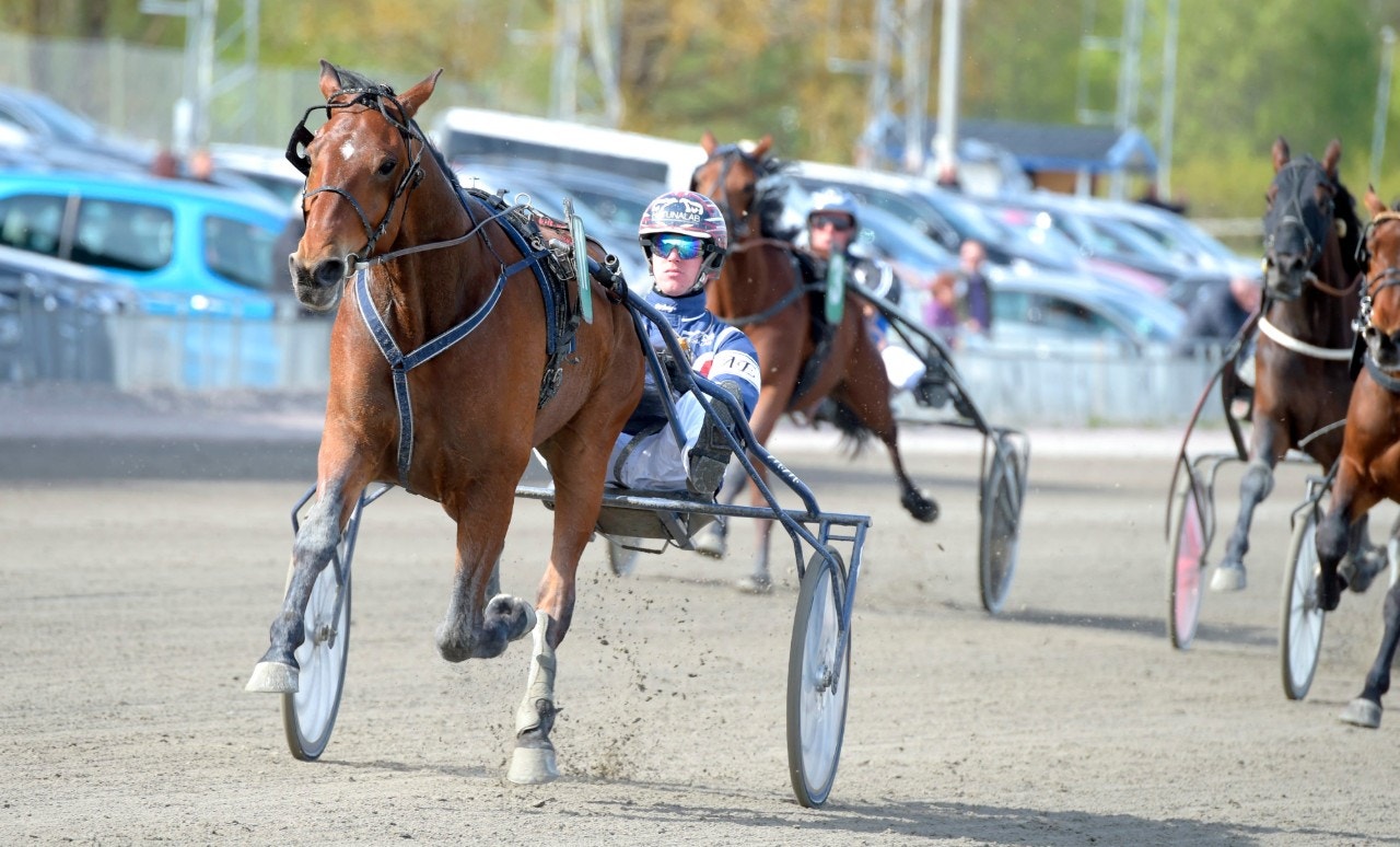 Tips Eskilstuna 19 augusti: Perfekt uppgift för Maximus M.M.