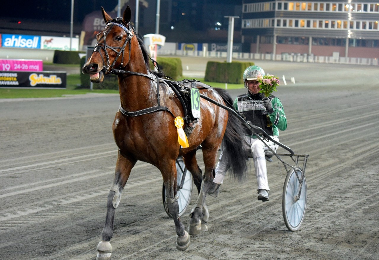 Sir Henry P. Hill är vårt spel i stayerloppet. Foto: Martin Langels, ALN