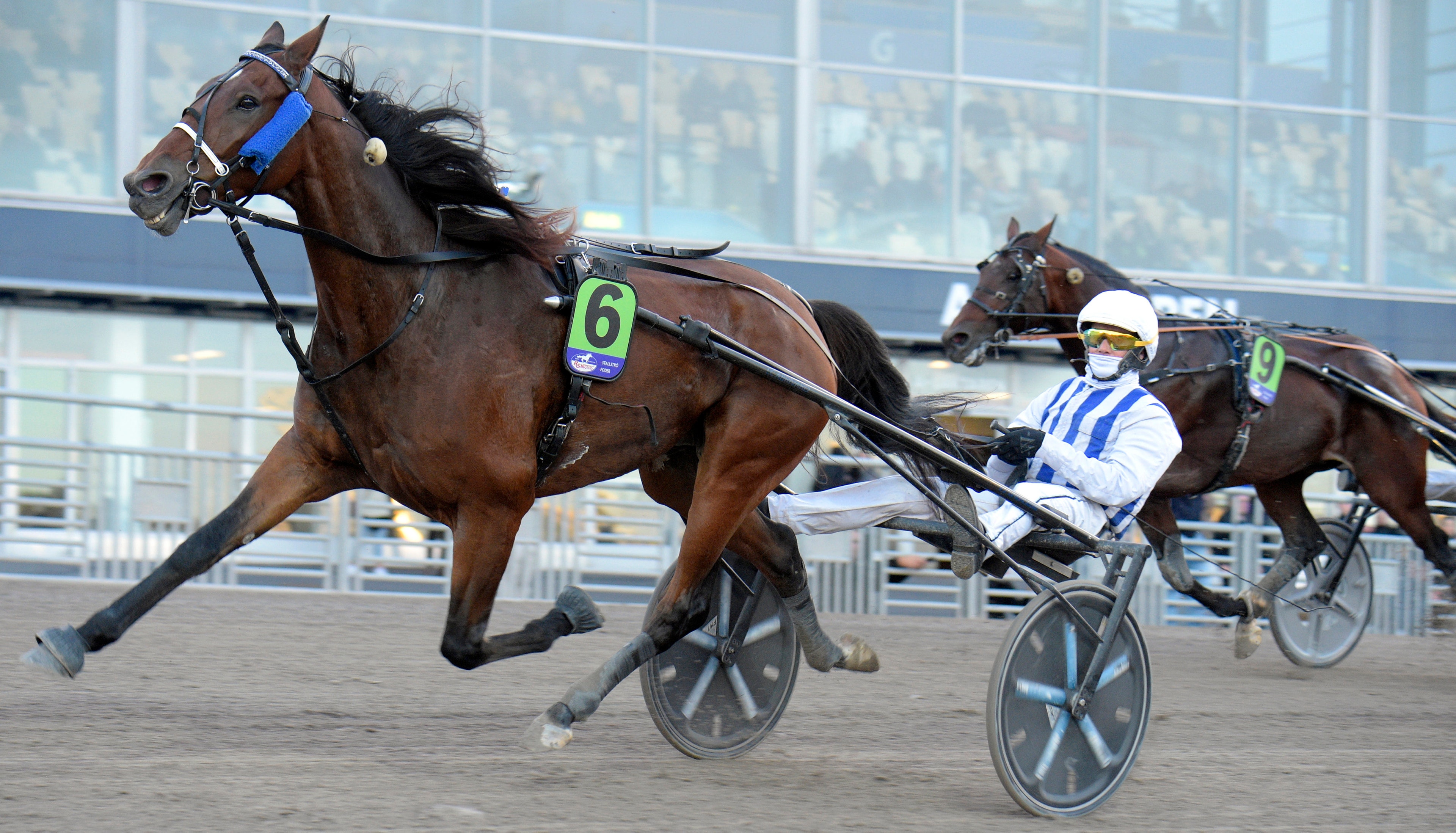Så ska Inexess Bleu toppas till Elitloppet