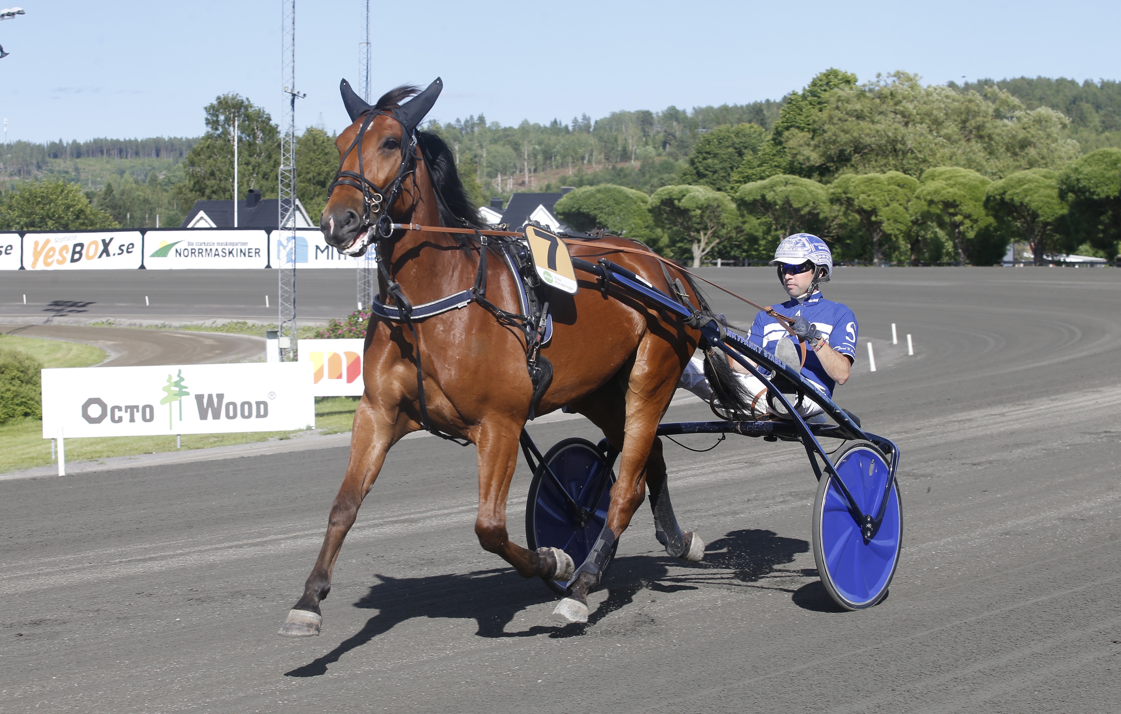 En brun travhäst drar en sulky med en kusk i blå tröja och hjälm på en travbana en solig dag. Foto: ALN