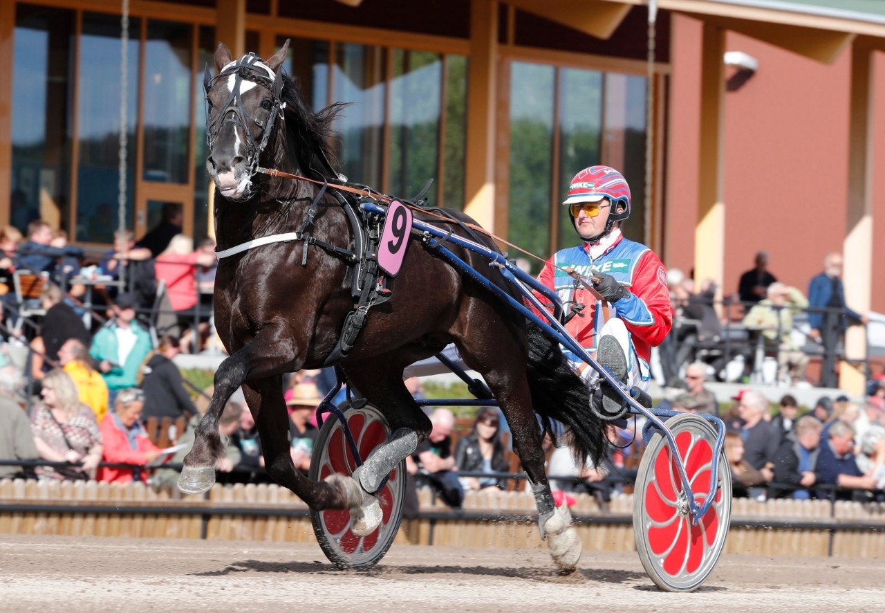 Bokli Rapp går i träning hos Daniel Redén. Foto: ALN
