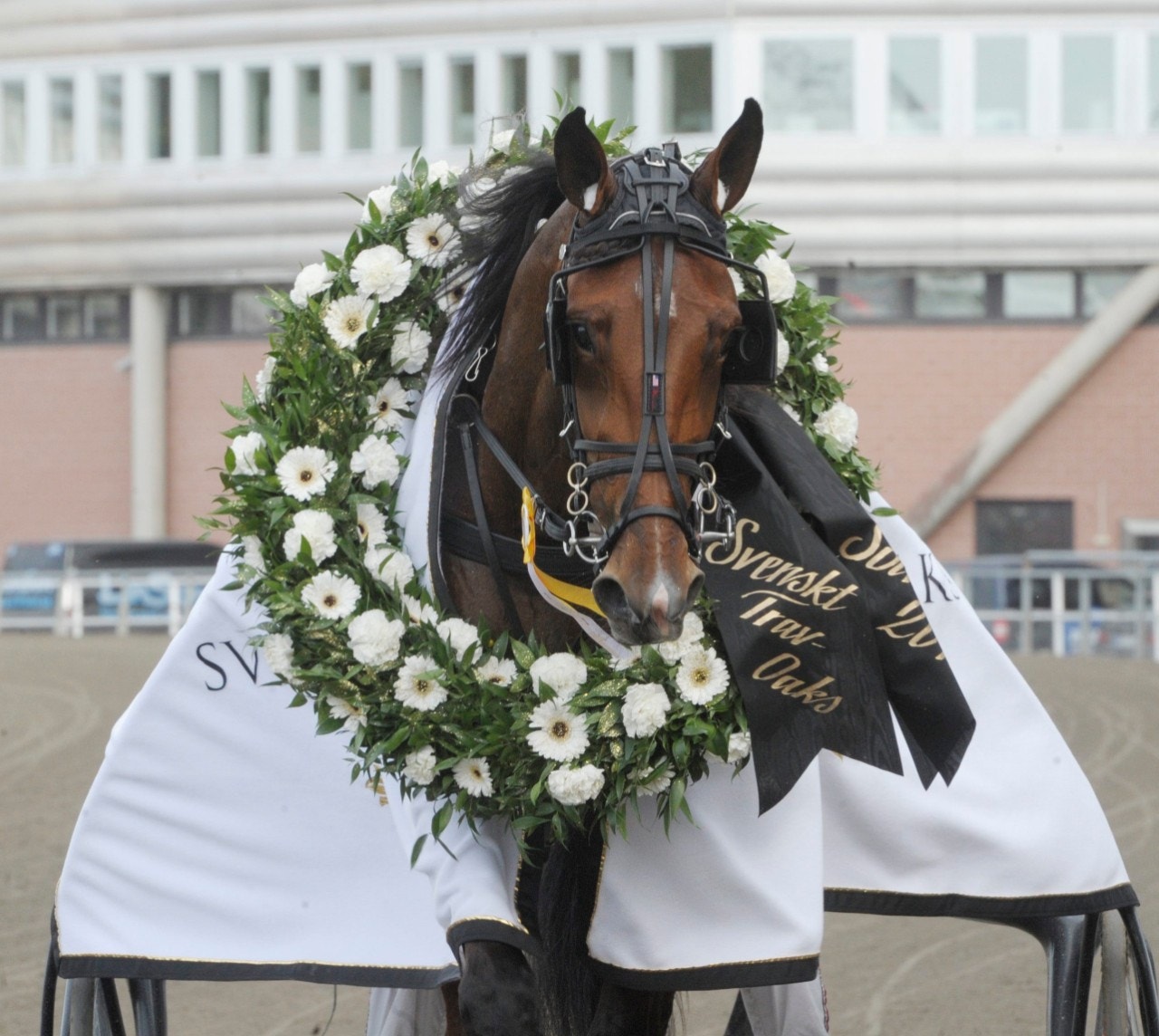 Darling Mearas dundrade till med 1.08,2 på Meadowlands. Foto: ALN
