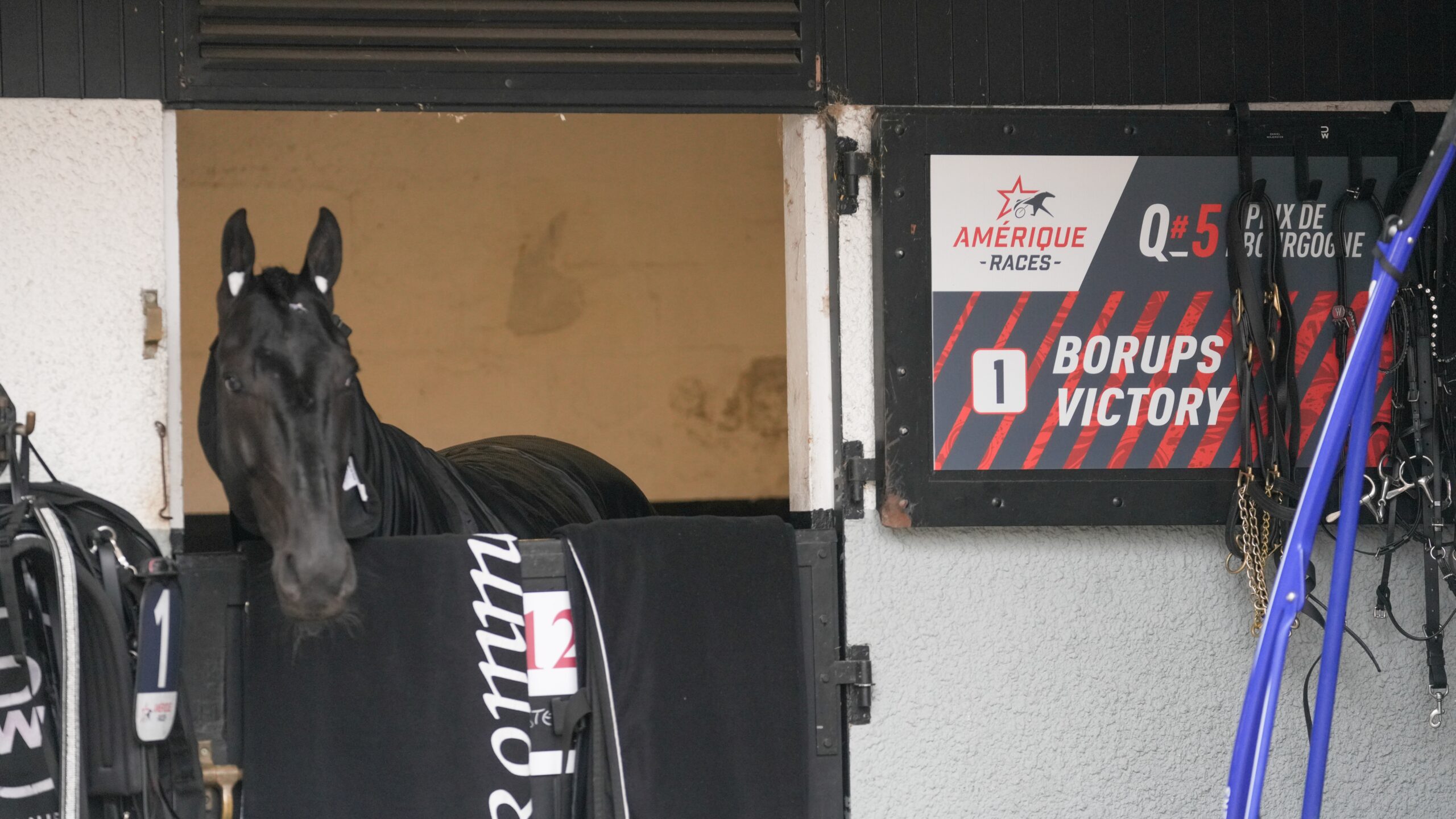 En svart häst tittar ut från sin box i ett stall. Bredvid boxen sitter en skylt med texten ”Borups Victory” och startnummer 1.