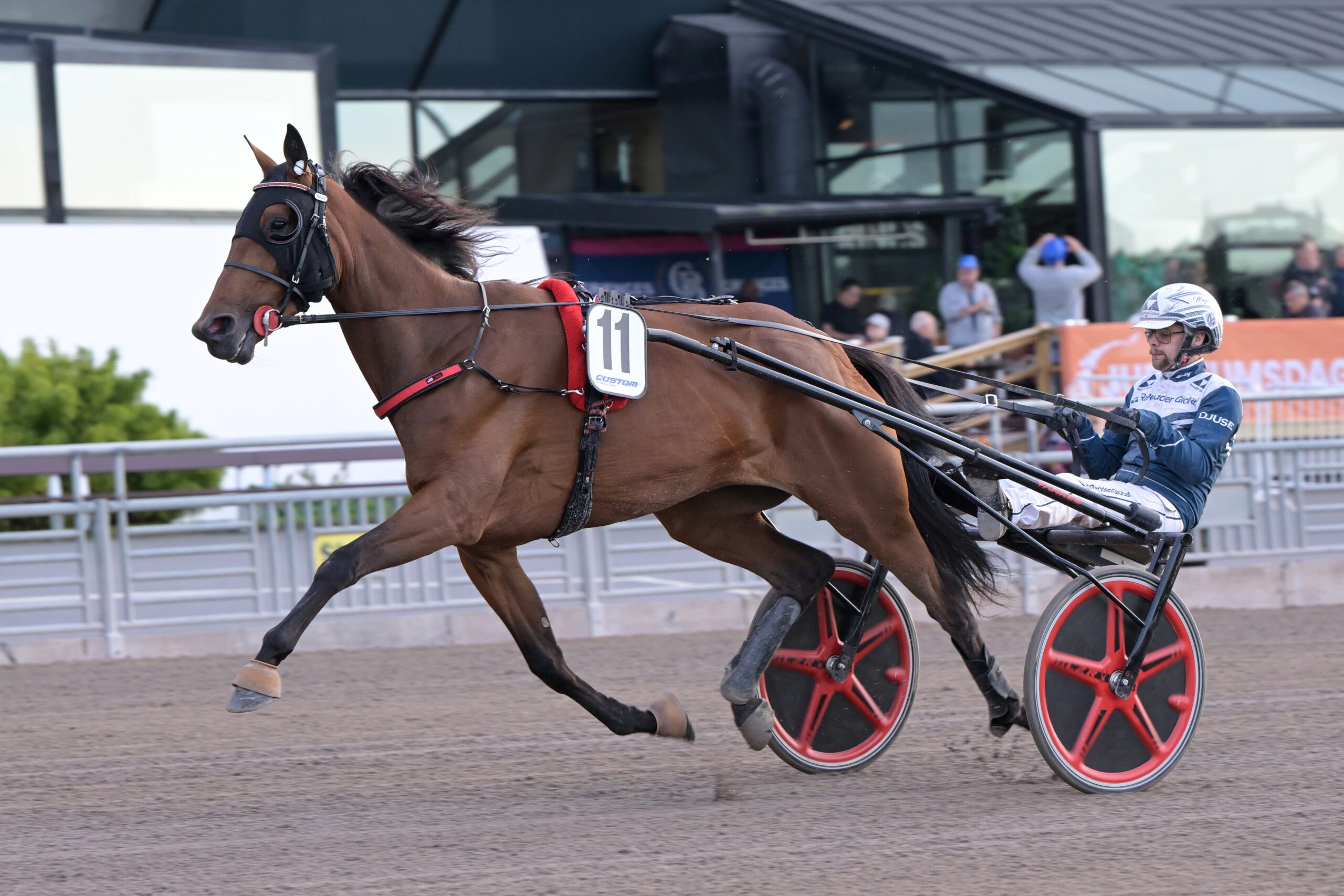 En travhäst med nummer 11 springer i galopp med sulky på en travbana, kusken sitter bakom och styr.
