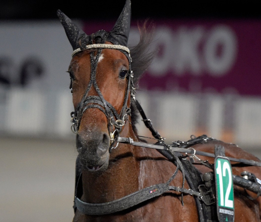 Glorious U.M. är obesegrad, även efter Silverstoet på Axevalla. Foto: ALN