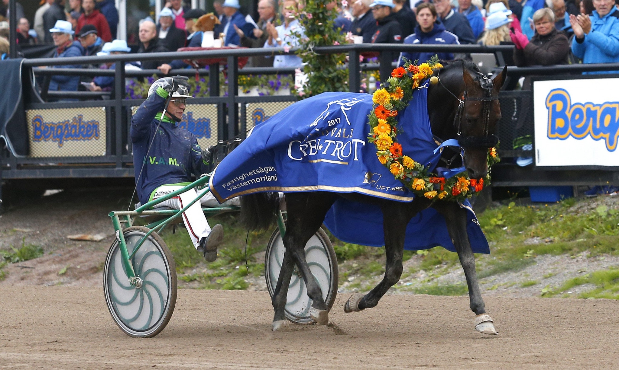 Ringostarr Treb vann Sundsvall Open Trot för två år sedan. Han kommer tillbaka i år. Foto: Hanold, ALN