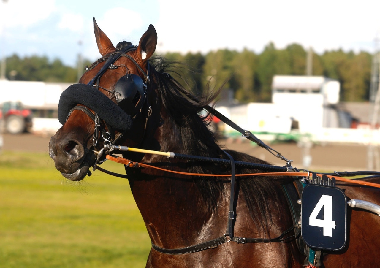 Ad Hoc är ett spelbart drag i omgången på Jägersro - Foto: ALN
