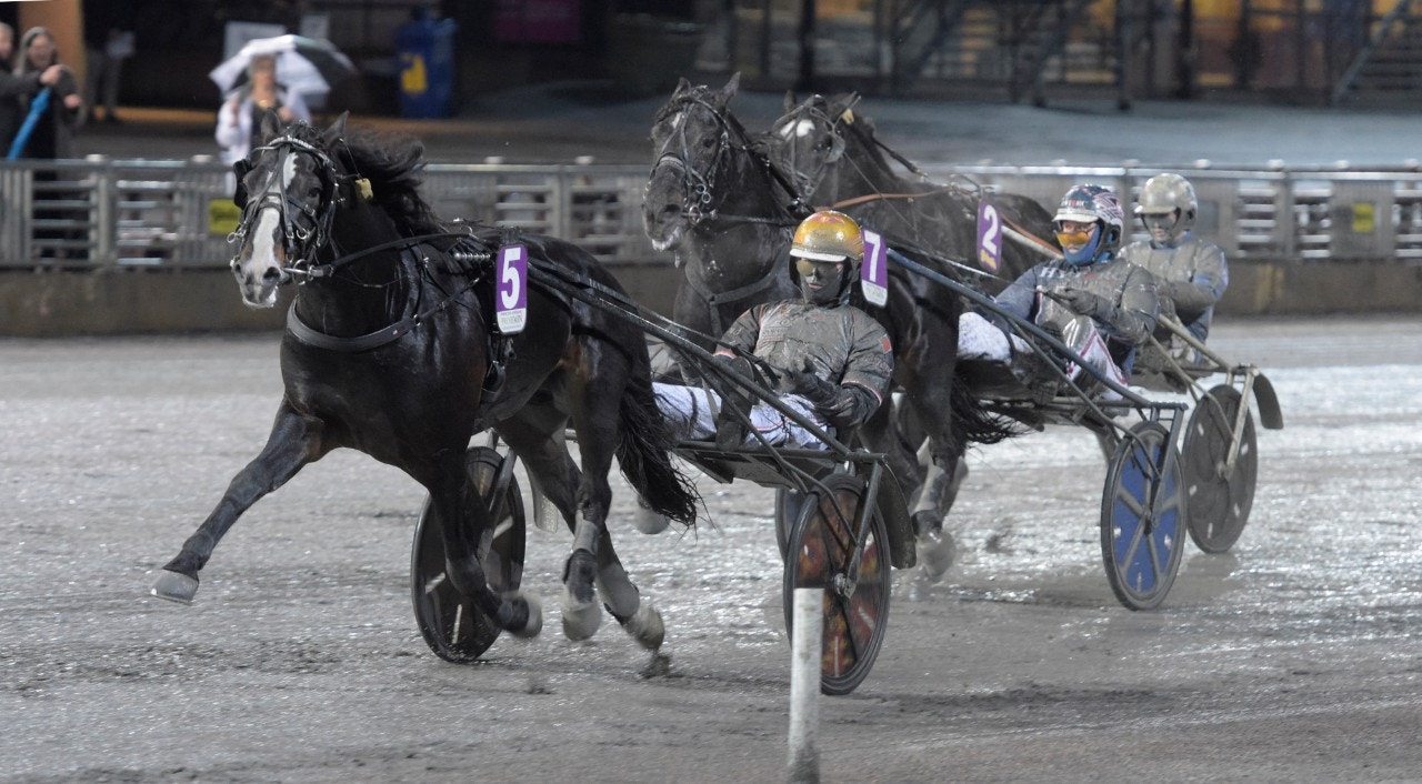 Lome Brage stack till spets och var sedan i sin egen klass i Verners lopp. Foto: Leif Norberg, ALN