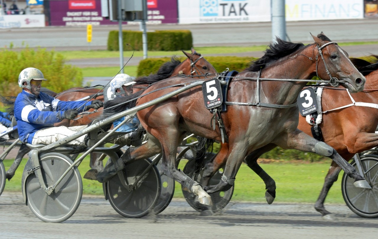 Looking Superb med Åke Svanstedt i Elitloppet i fjol - blir han hästens nya tränare? Foto: Martin Langels, ALN