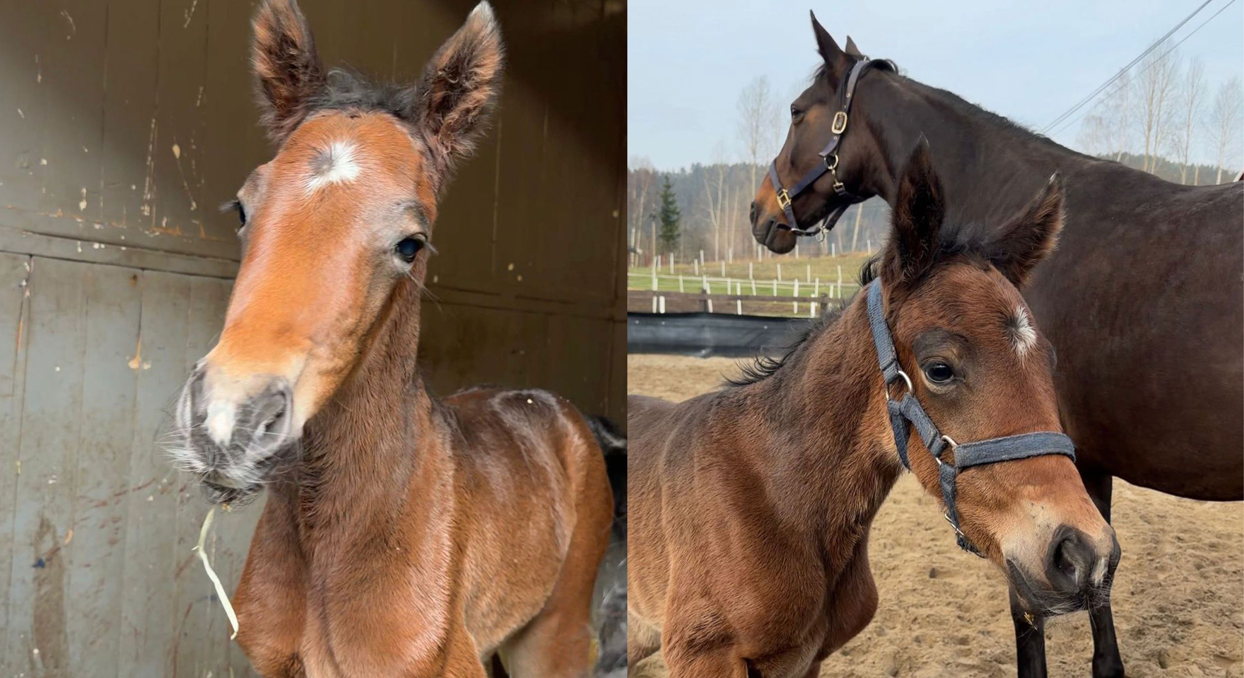 Efter succén – ny glädje kring Charron