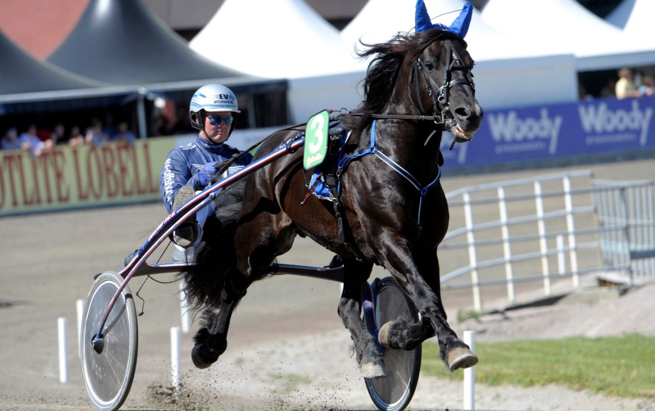 Avelshingsten Lome Kongen död