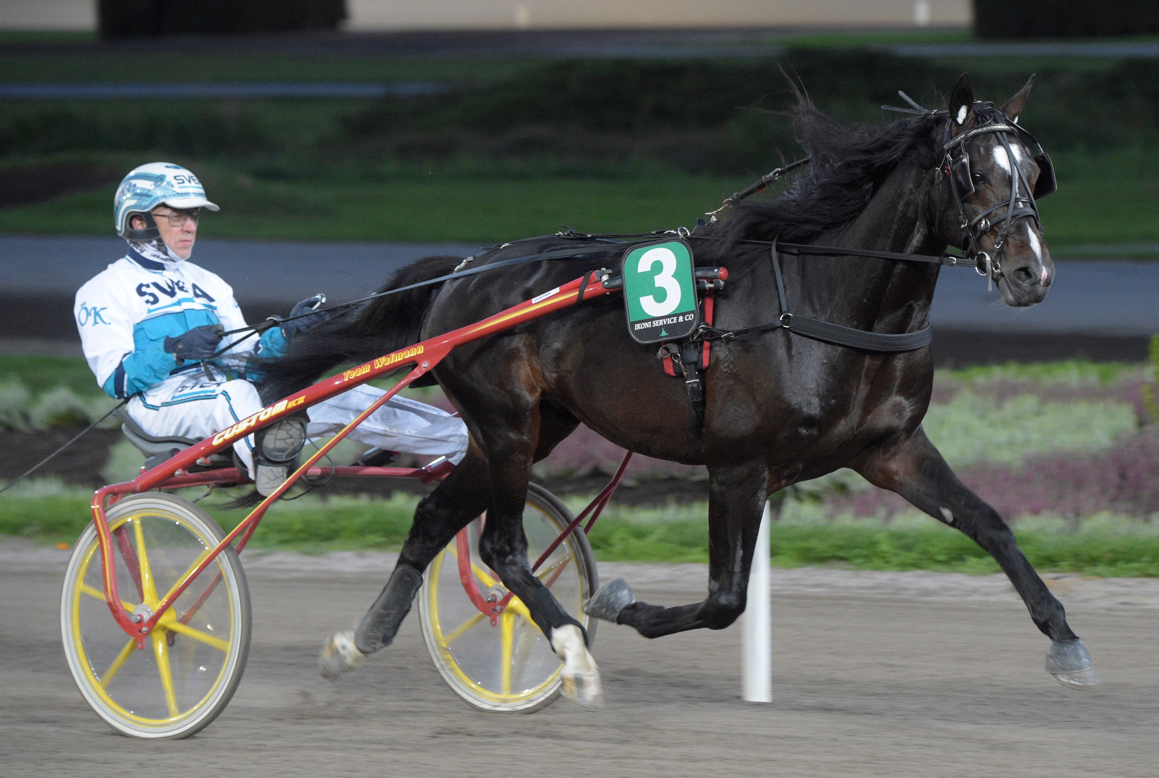 Unghäststjärnan till avel