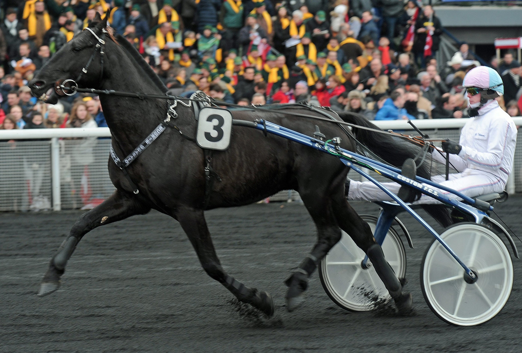 Tioårige fajtern Valko Jenilat skrällde ordentligt när han tog ned både Bold Eagle och Aubrion du Gers i La Capelle. Foto: Claes Kärrstrand, Hingstfotografen/ALN