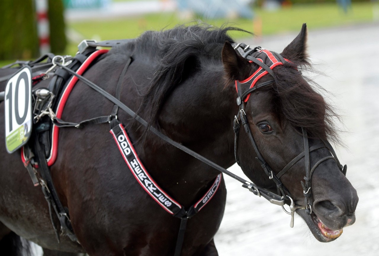 Trio till Elitkampen