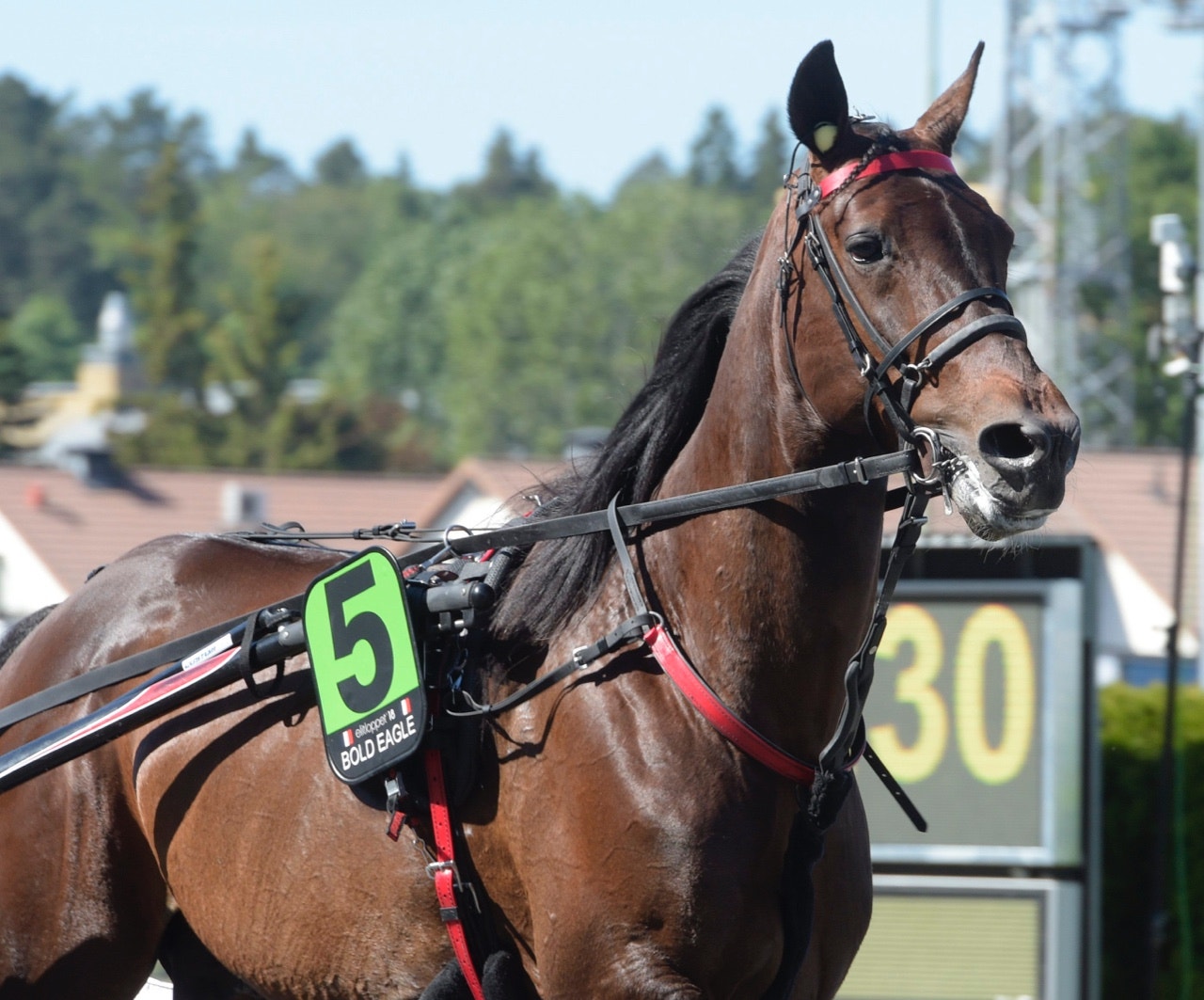 Bold Eagle slog till i Kanada